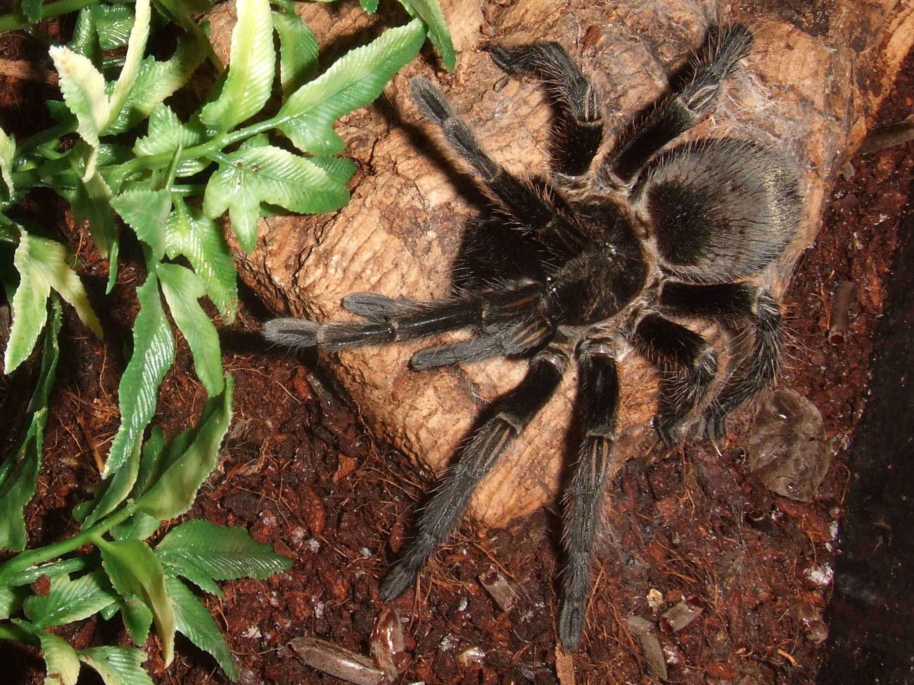 Thrixopelma pruriens - Putani