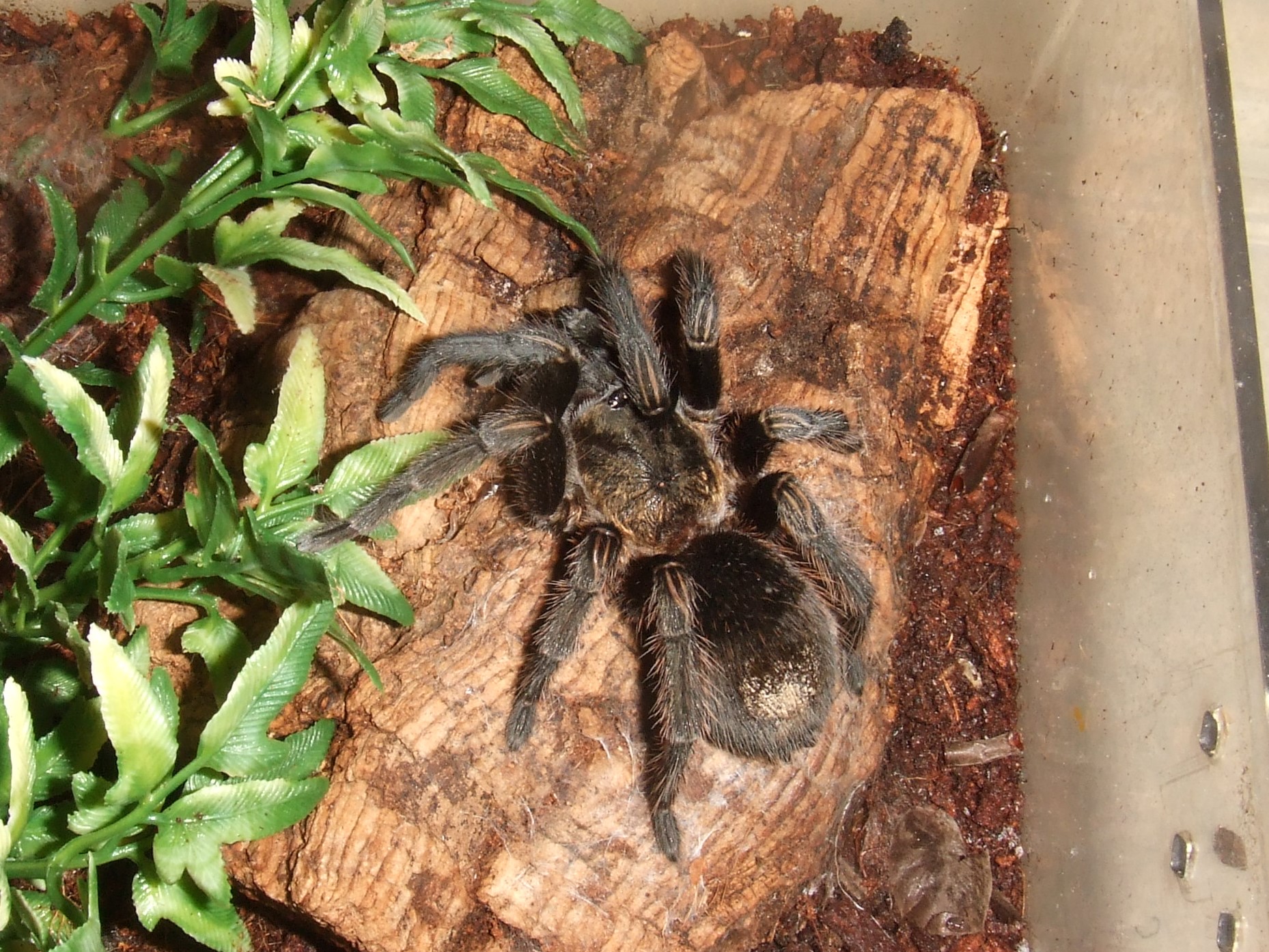 Thrixopelma pruriens - Putani