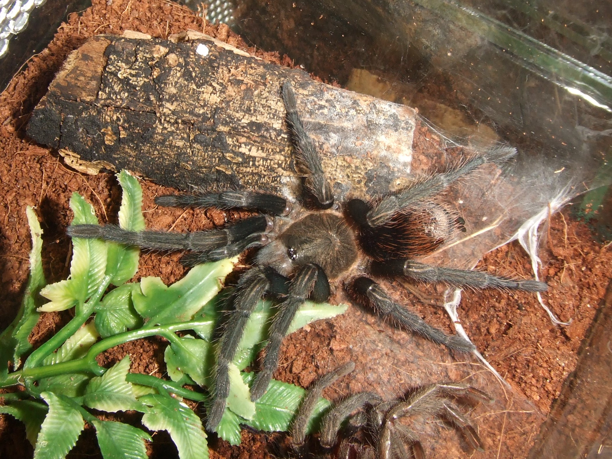 Thrixopelma pruriens - Putani