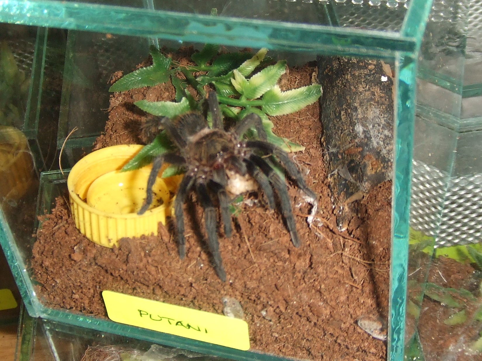 Thrixopelma pruriens - Putani
