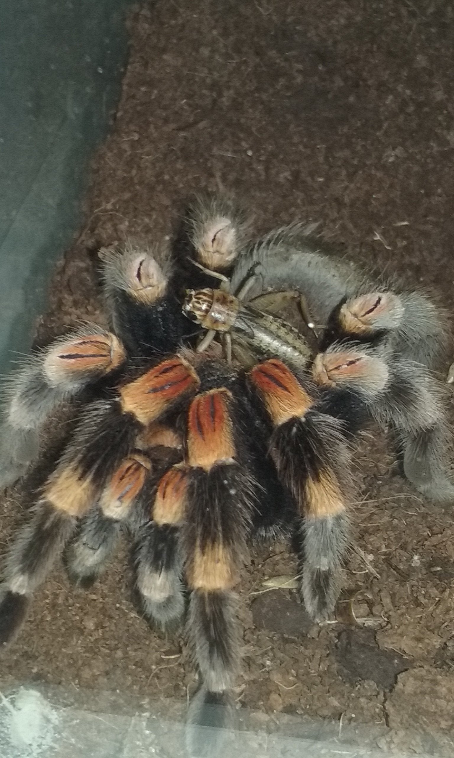 Tiga....playing with her food!