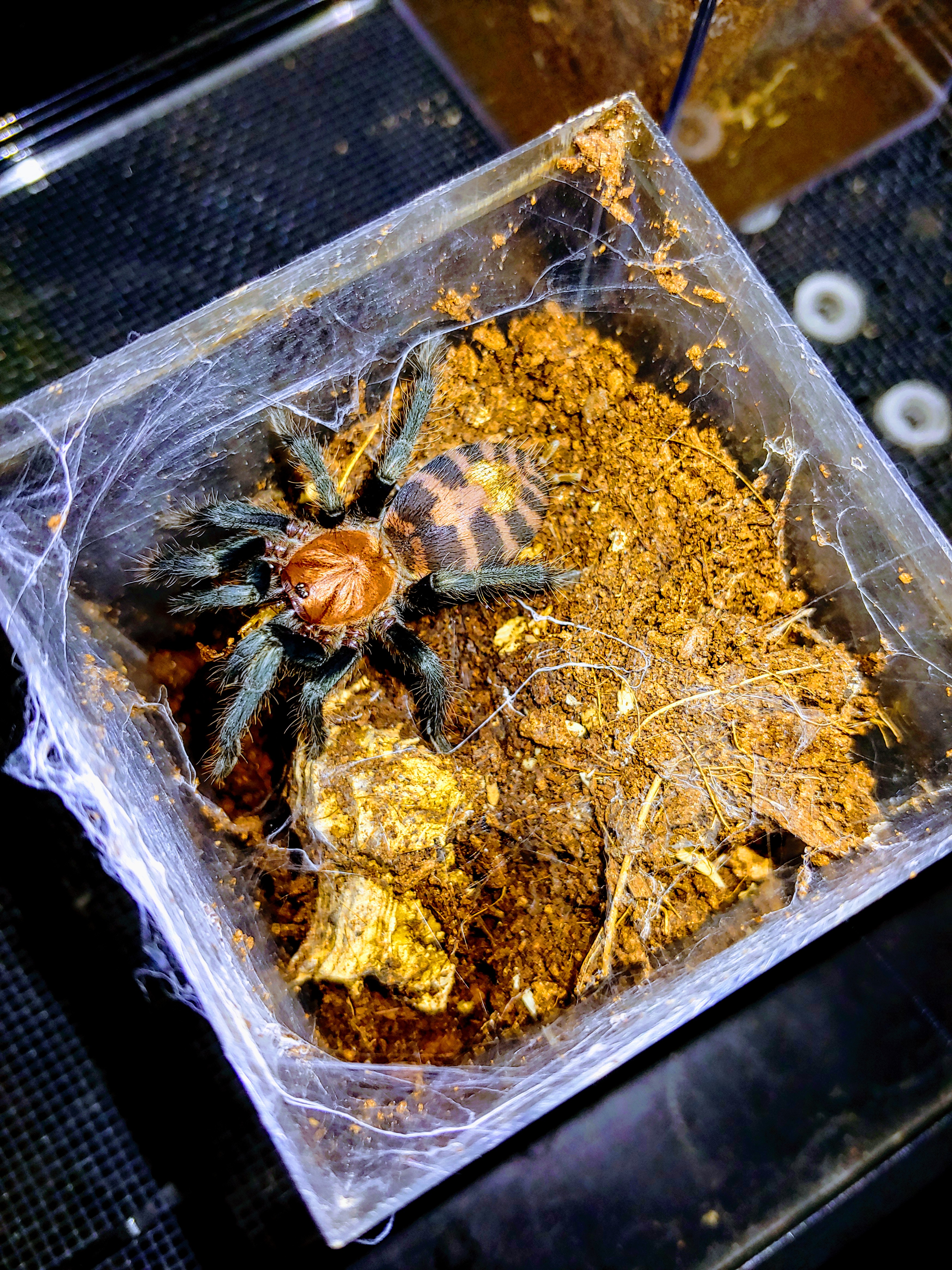 Time for a rehouse?