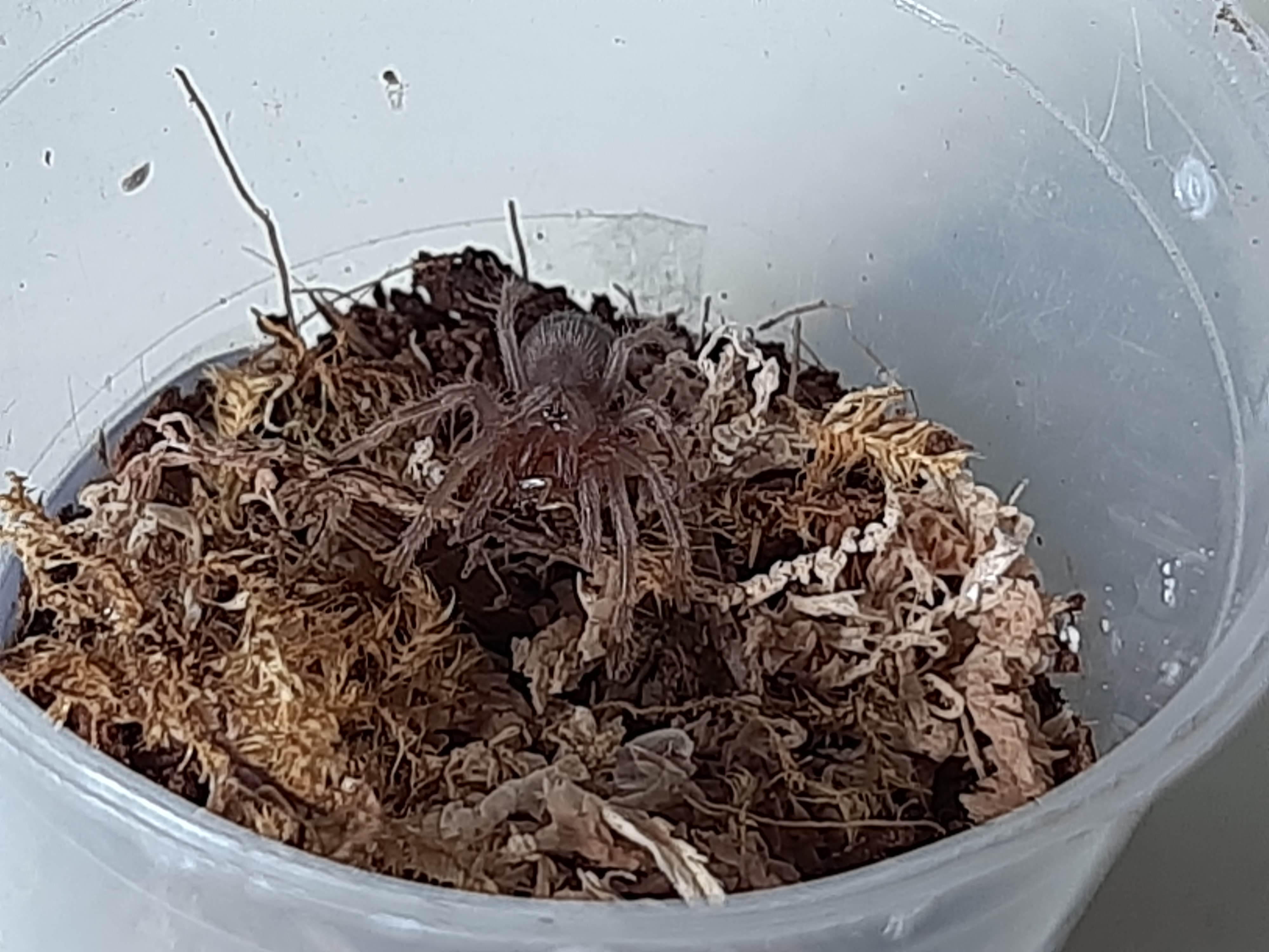 Tiny roach for a tiny spider