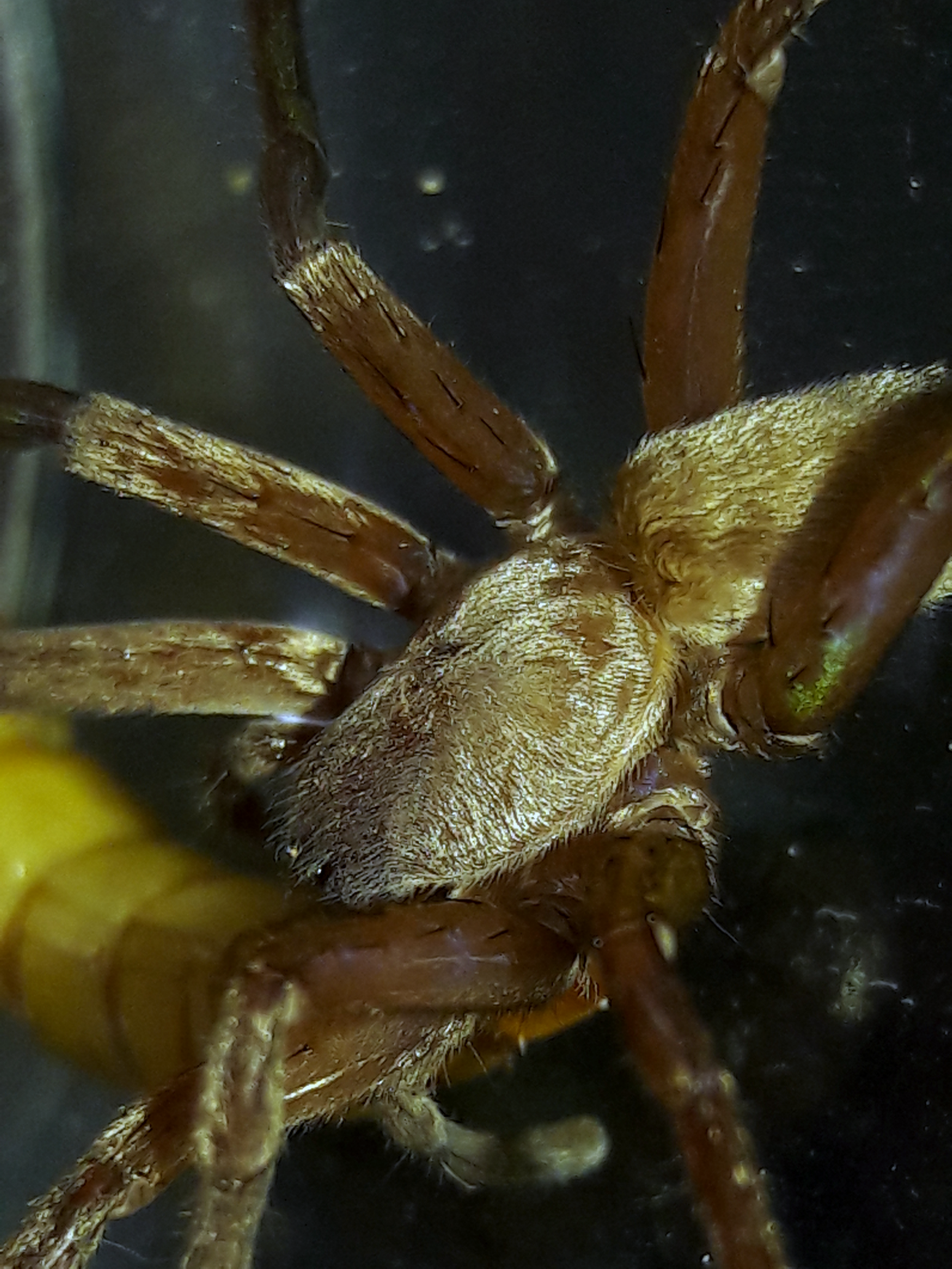 Titiotus gertschi adult female