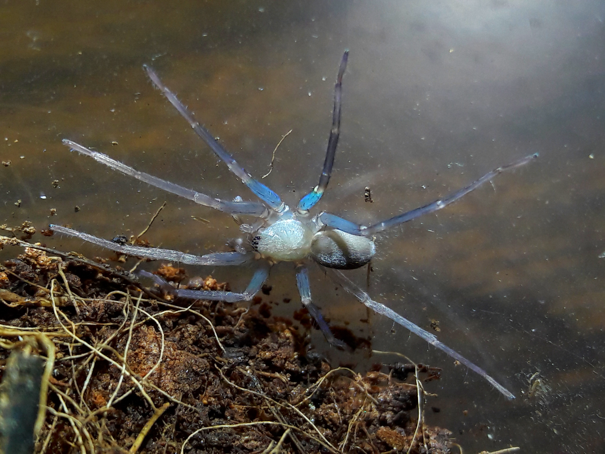 Titiotus gertschi freshly molted