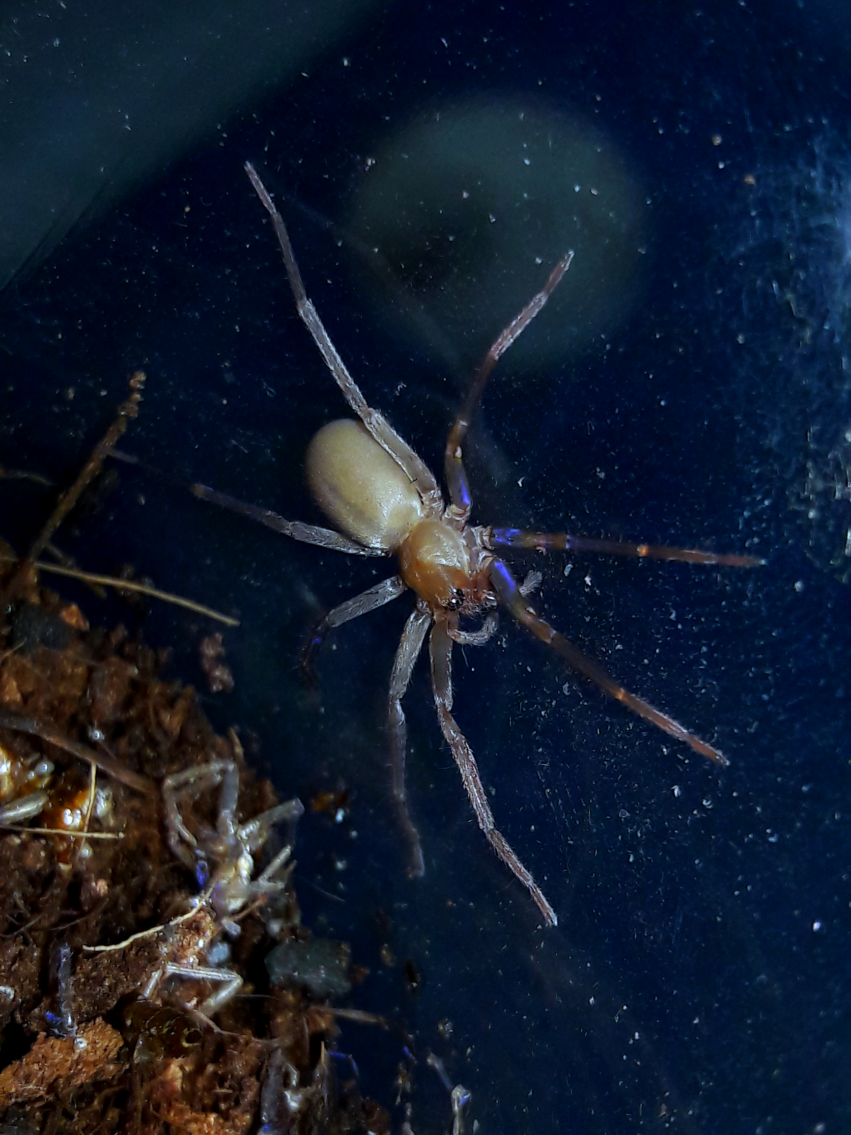 titiotus gertschi imm.