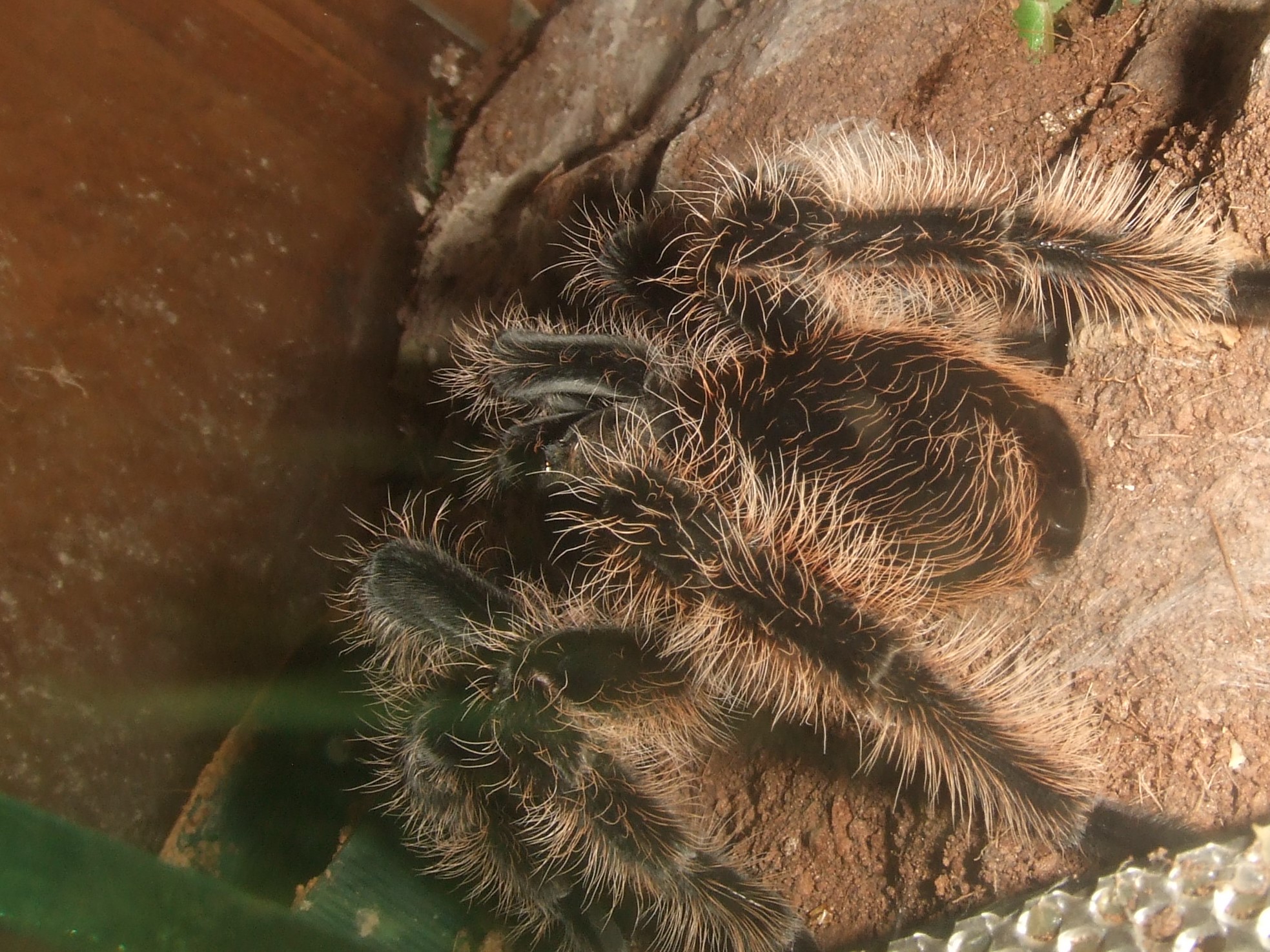 Tliltocatl albopilosum Honduran - Tinto