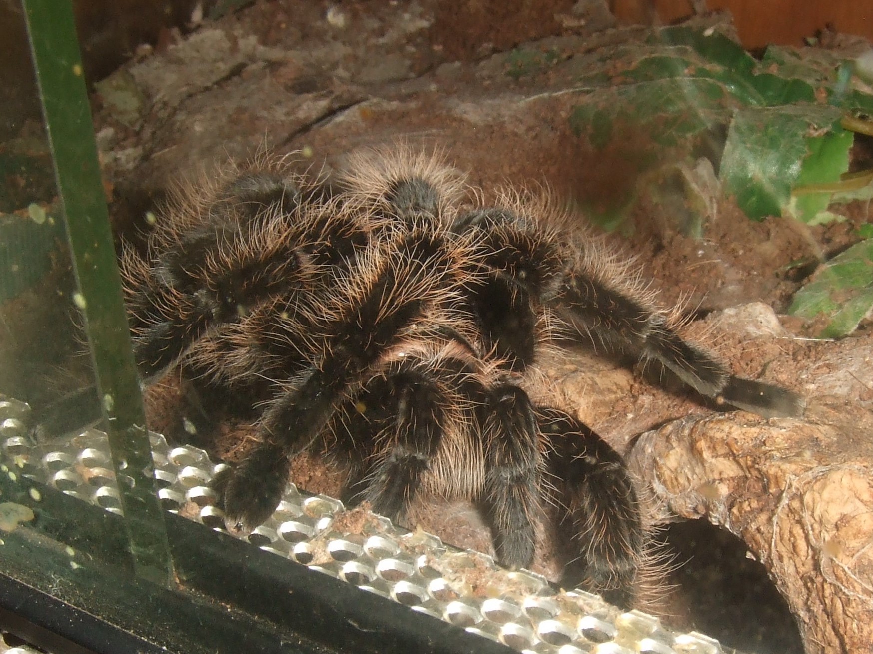 Tliltocatl albopilosum Honduran - Tinto