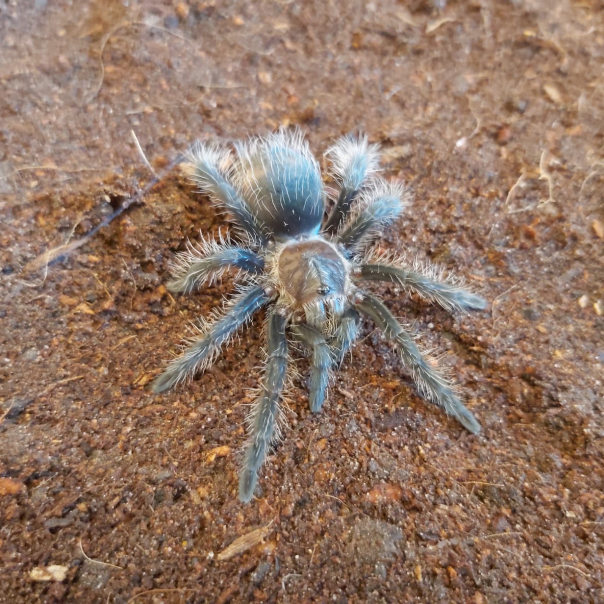 Tliltocatl Albopilosum