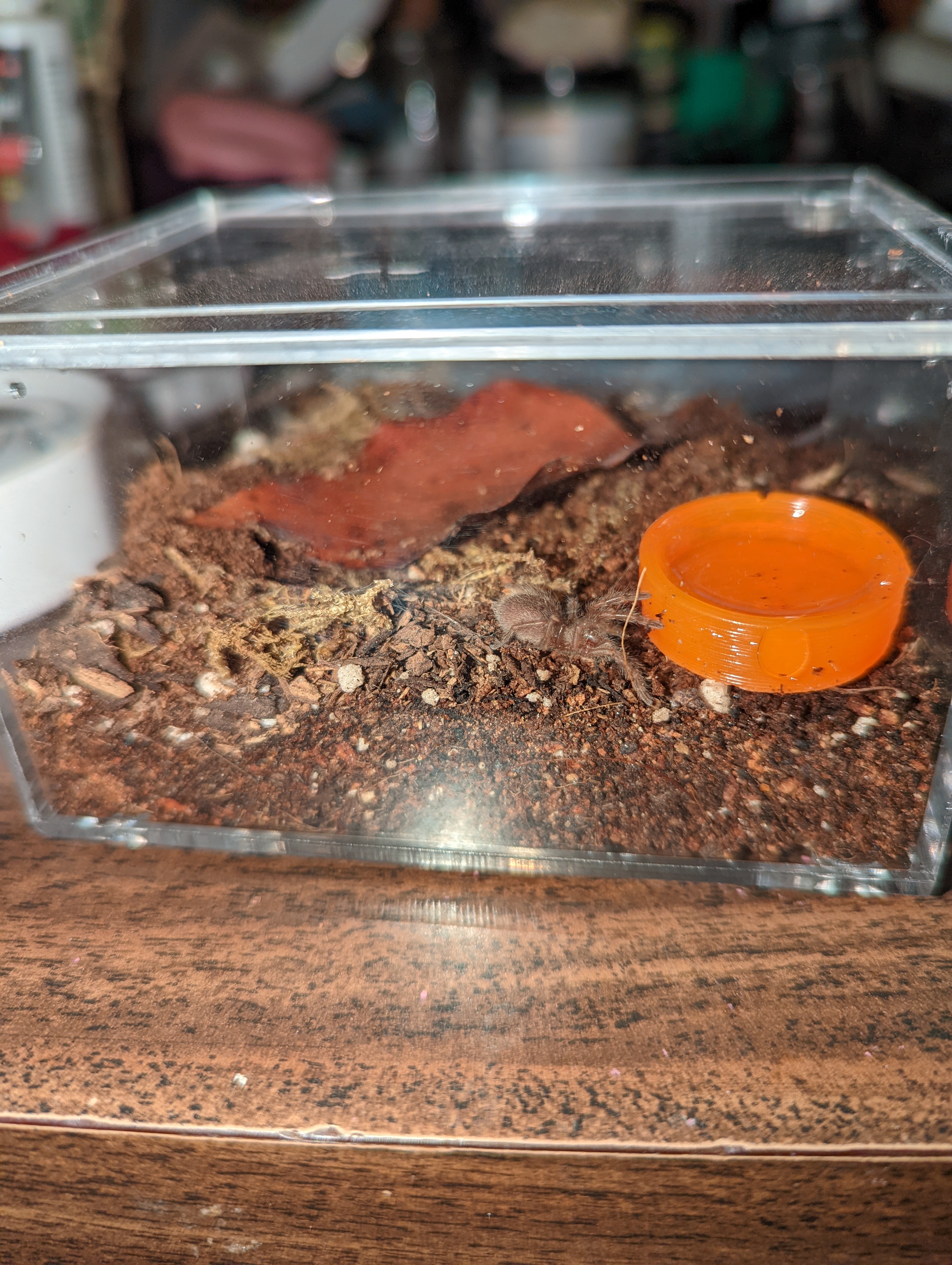 Tliltocatl albopilosus.jpg