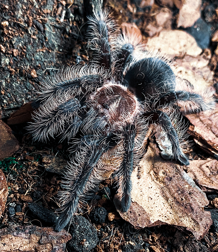 Tliltocatl albopilosus - sub adult female