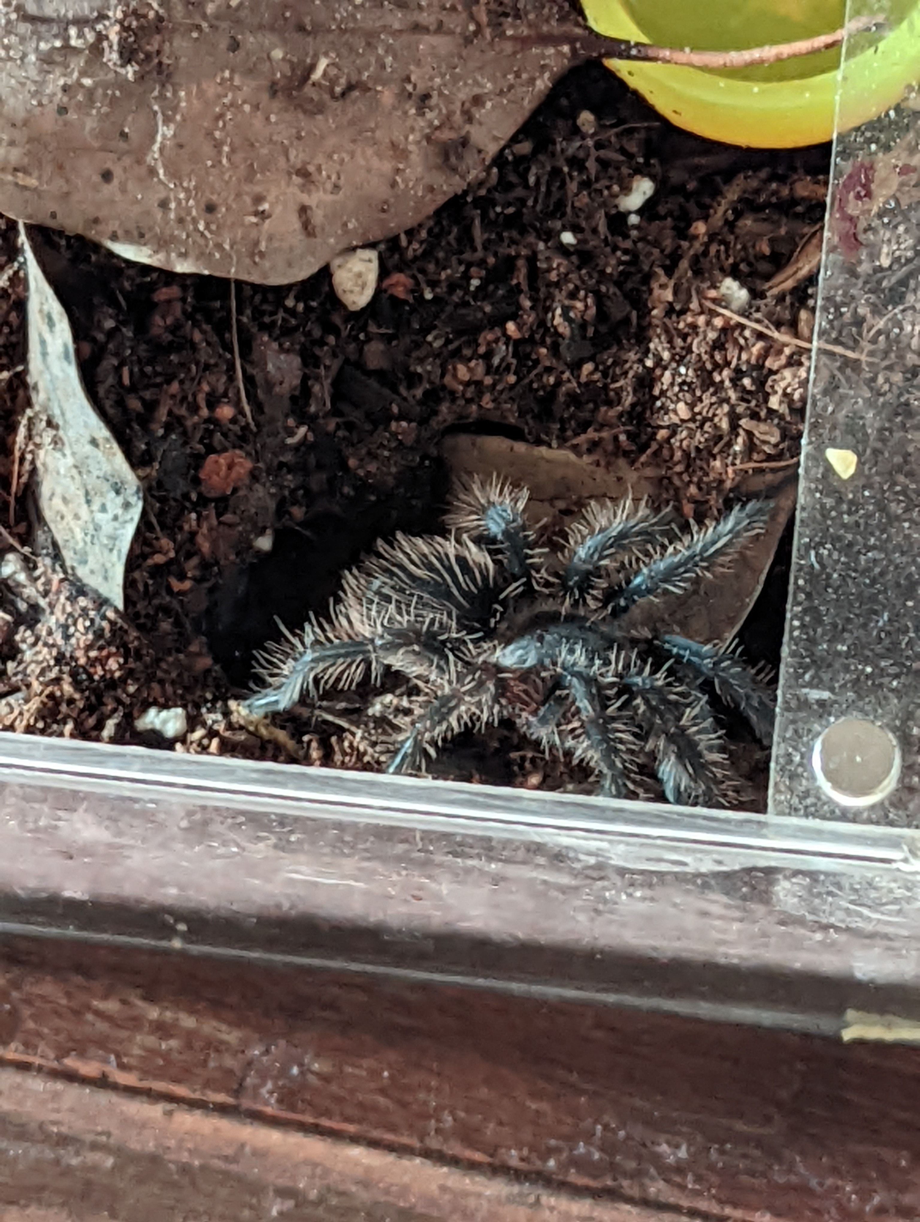 Tliltocatl albopilosus youth  1.25"