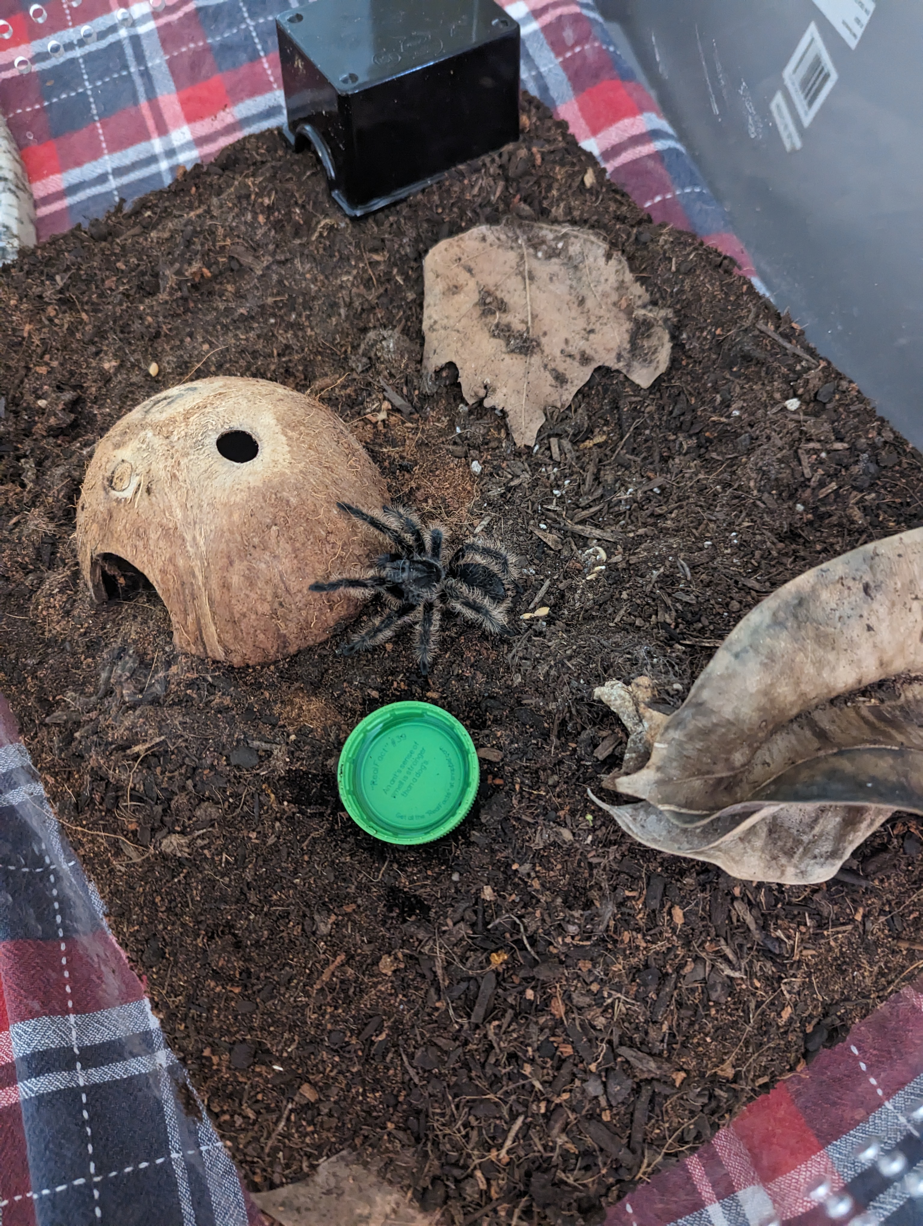 Tliltocatl albopilosus