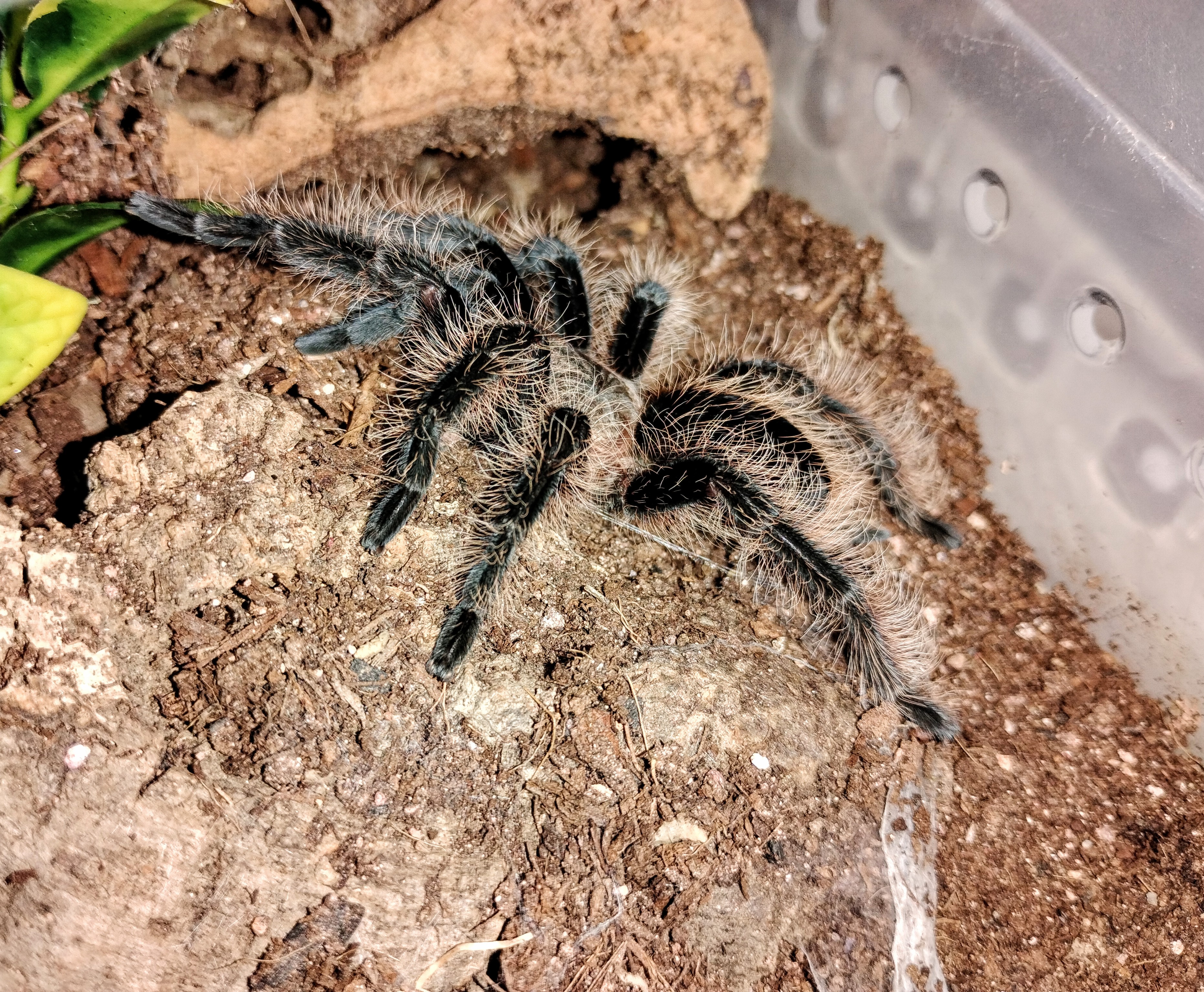 Tliltocatl albopilosus