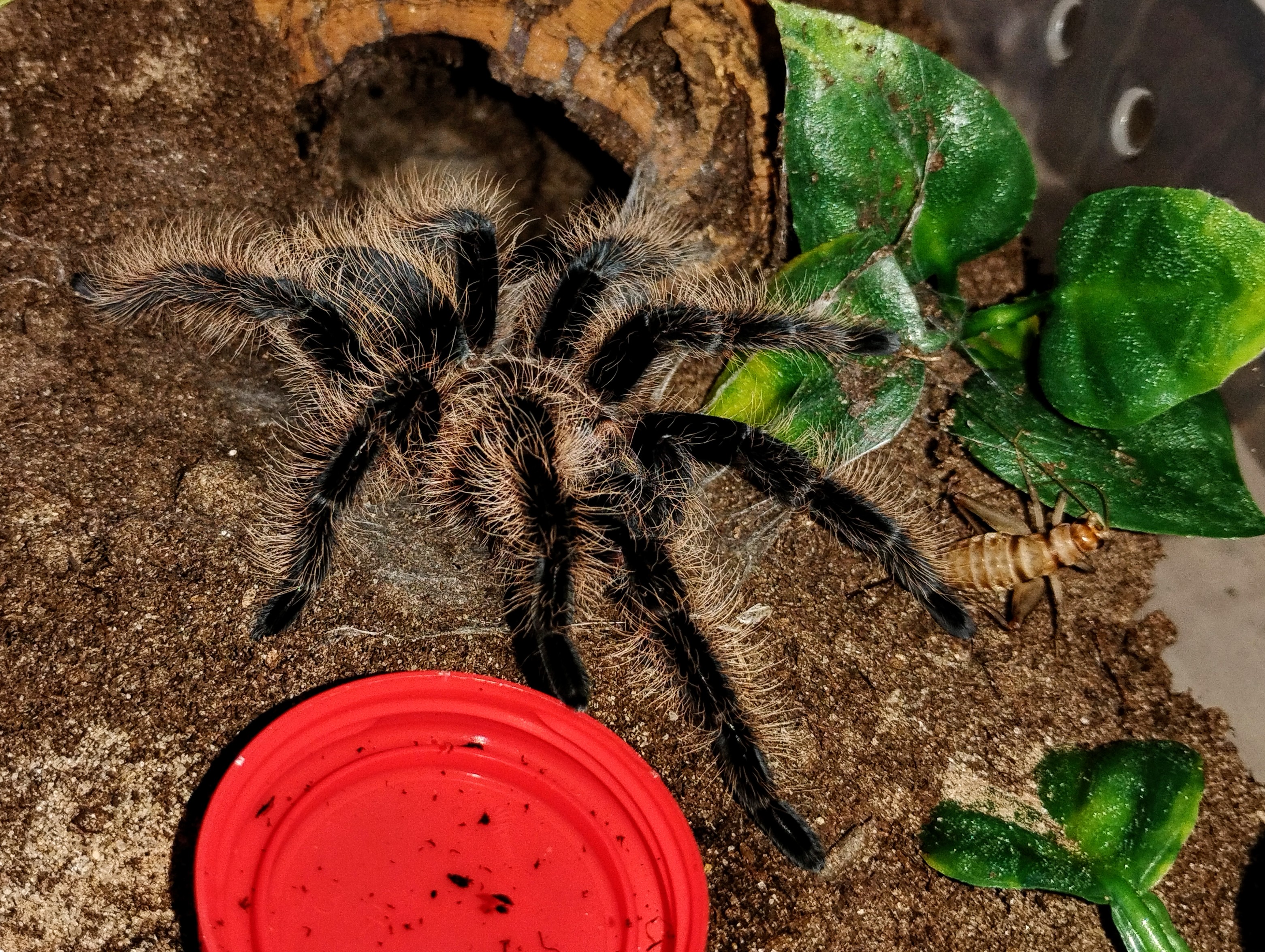 Tliltocatl albopilosus