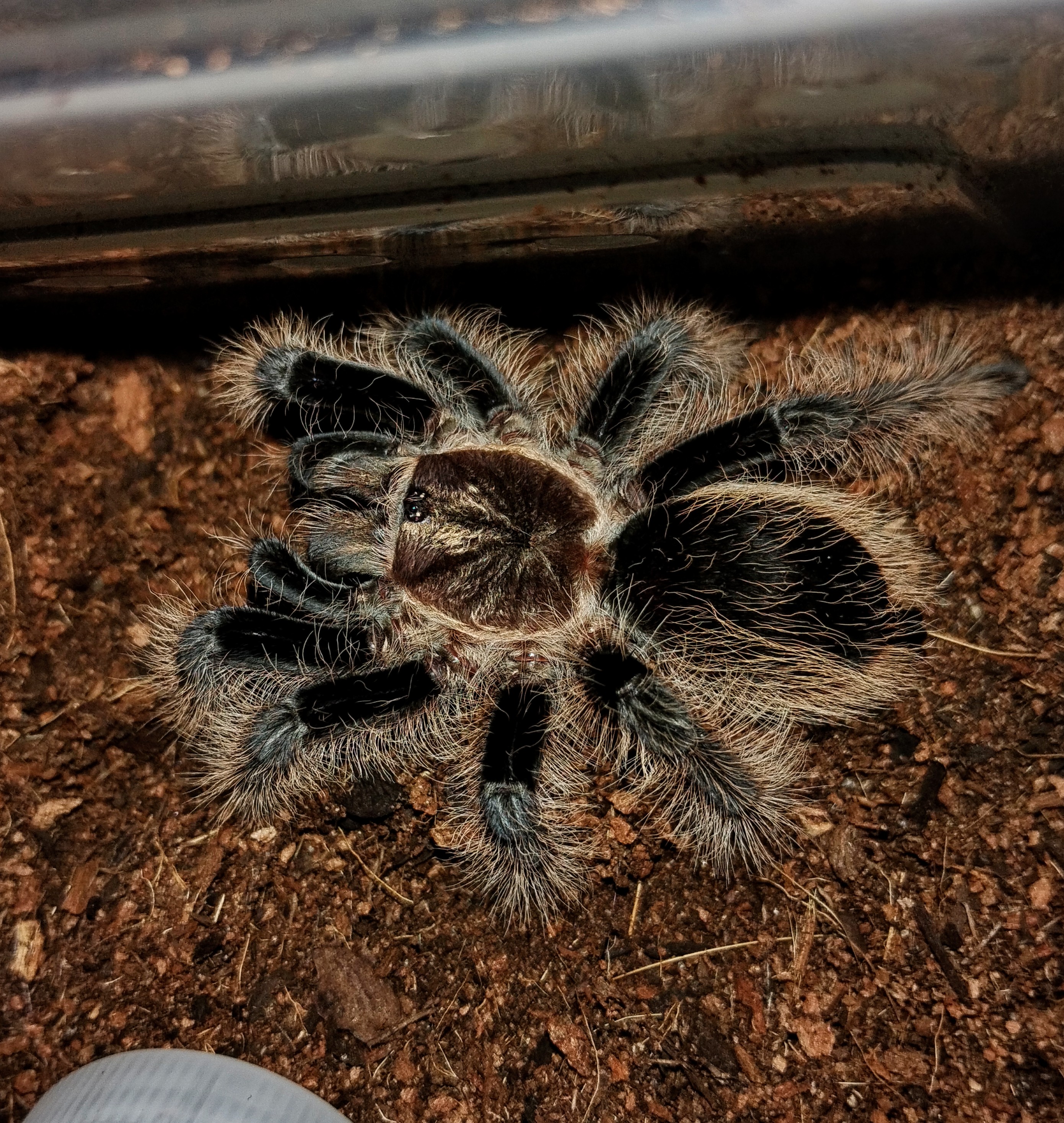 Tliltocatl albopilosus