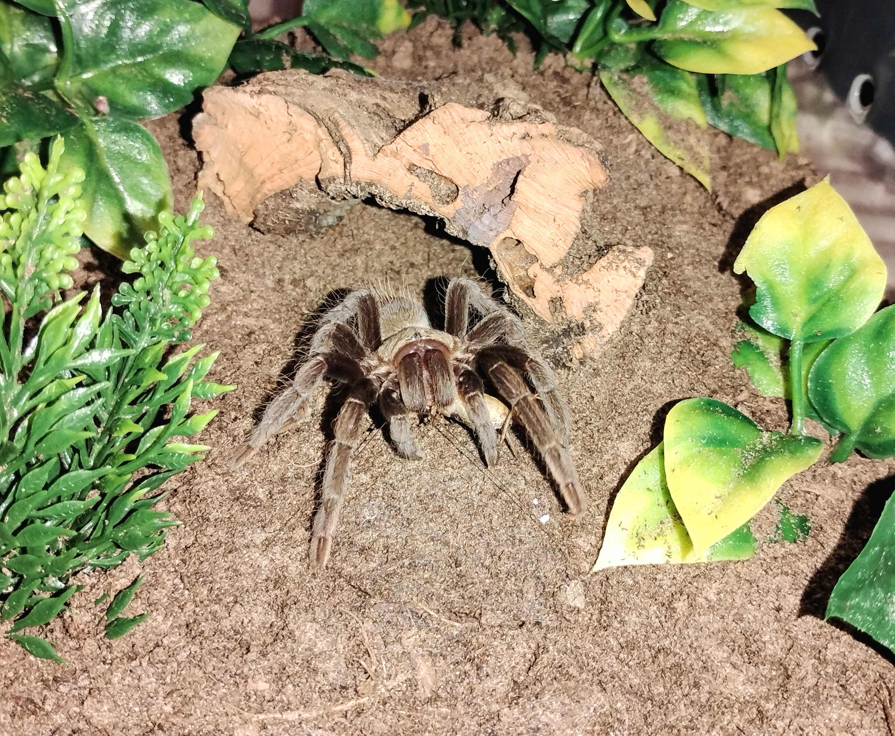 Tliltocatl epicureanum