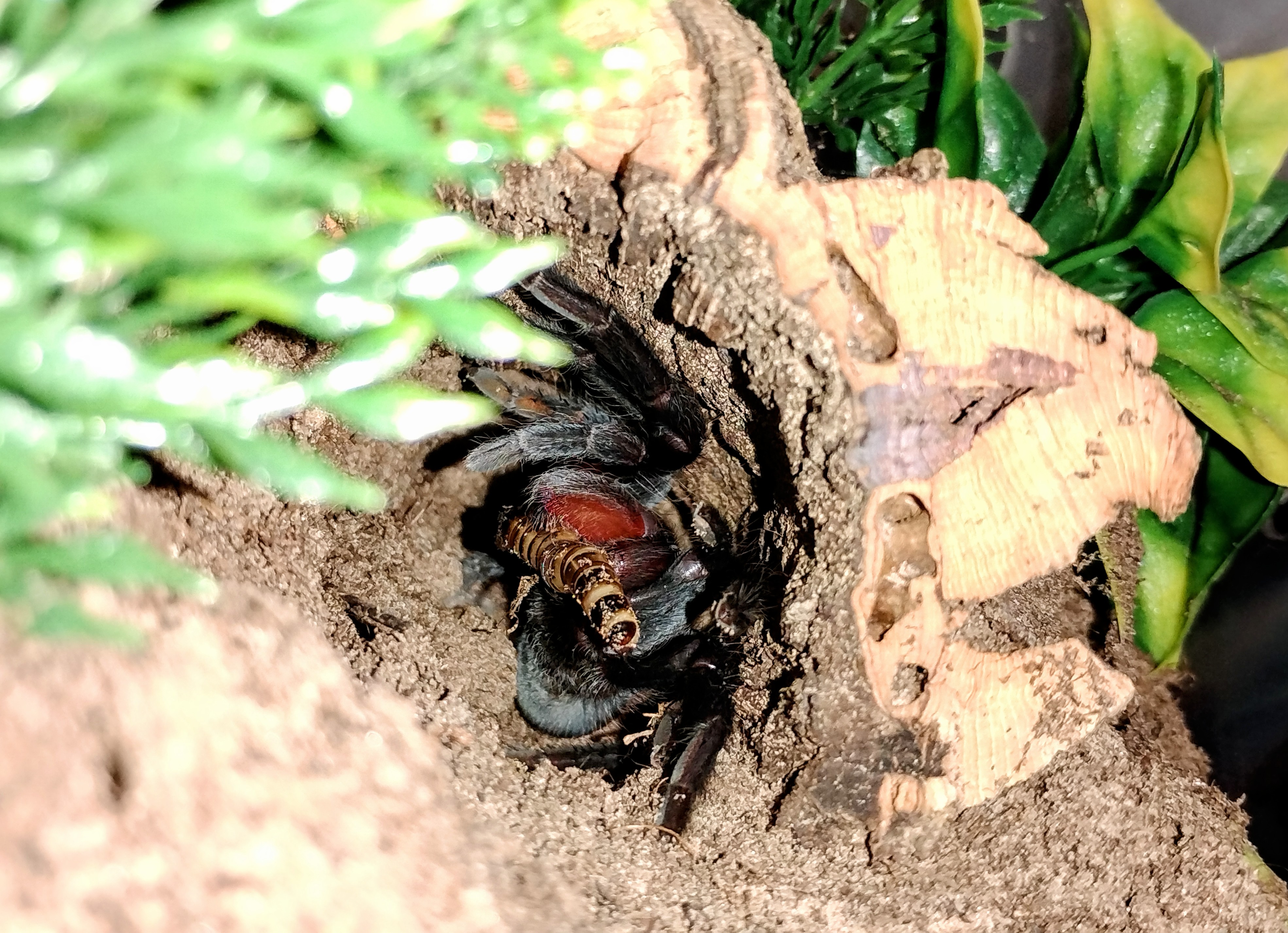 Tliltocatl epicureanum