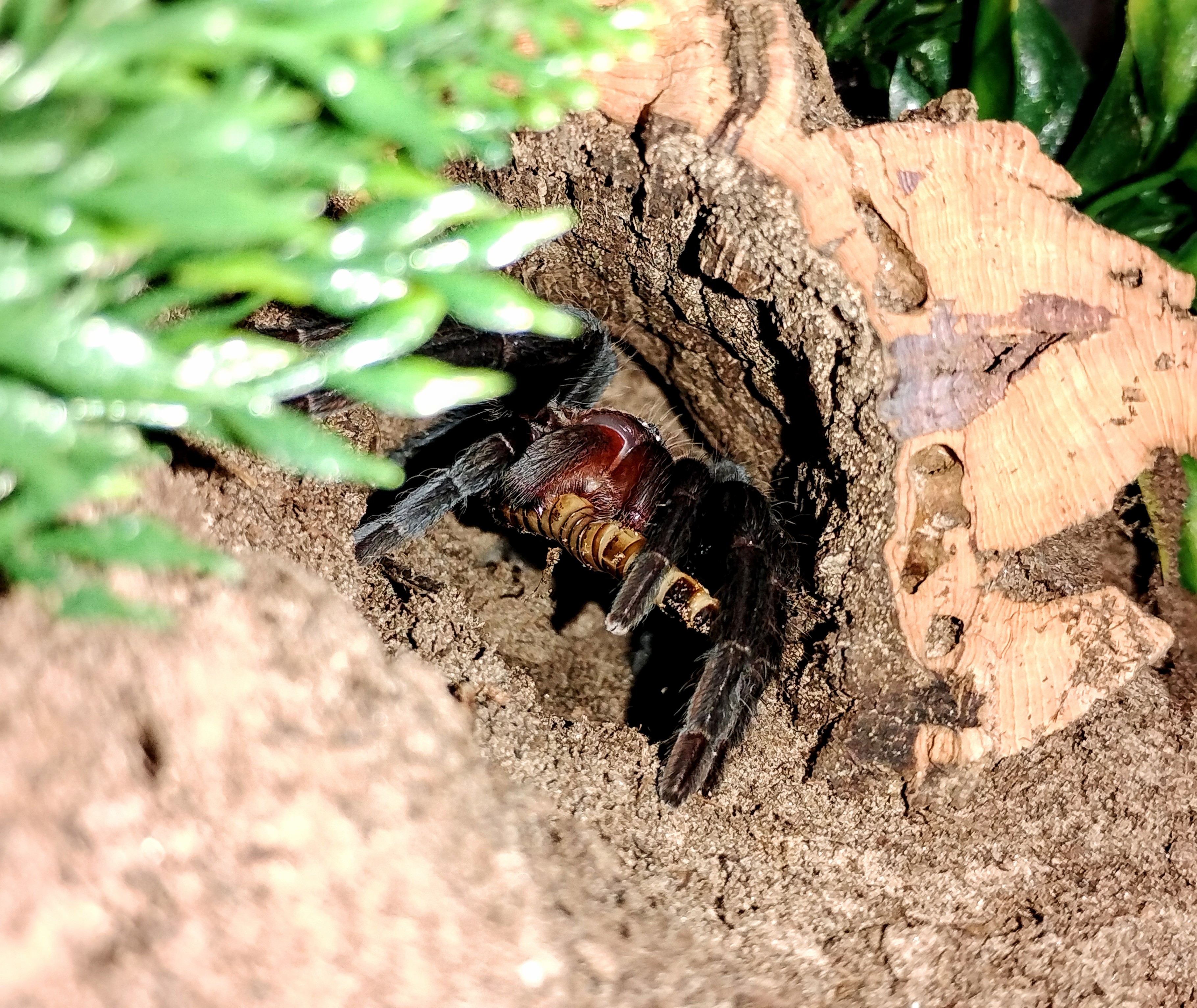 Tliltocatl epicureanum