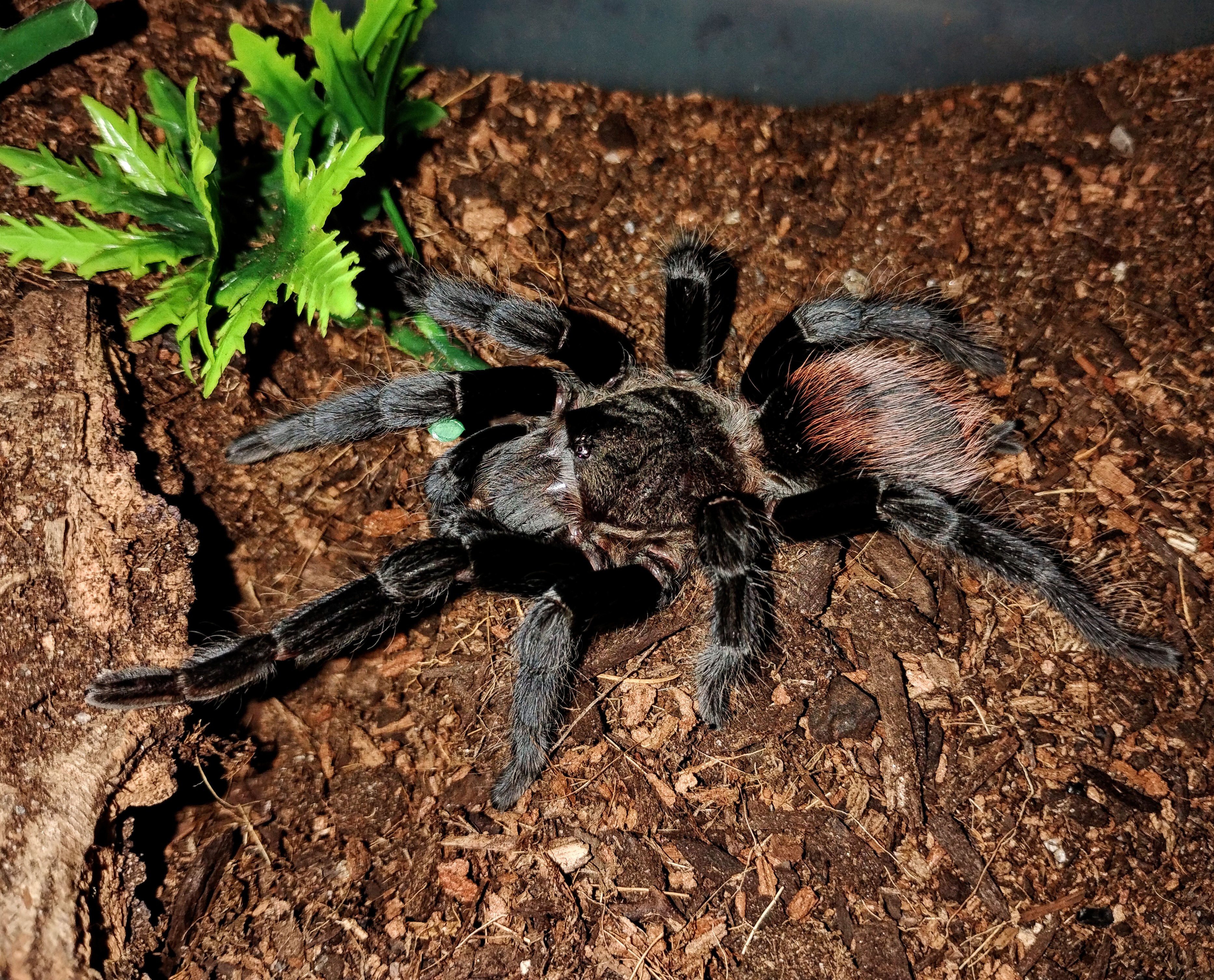 Tliltocatl epicureanus
