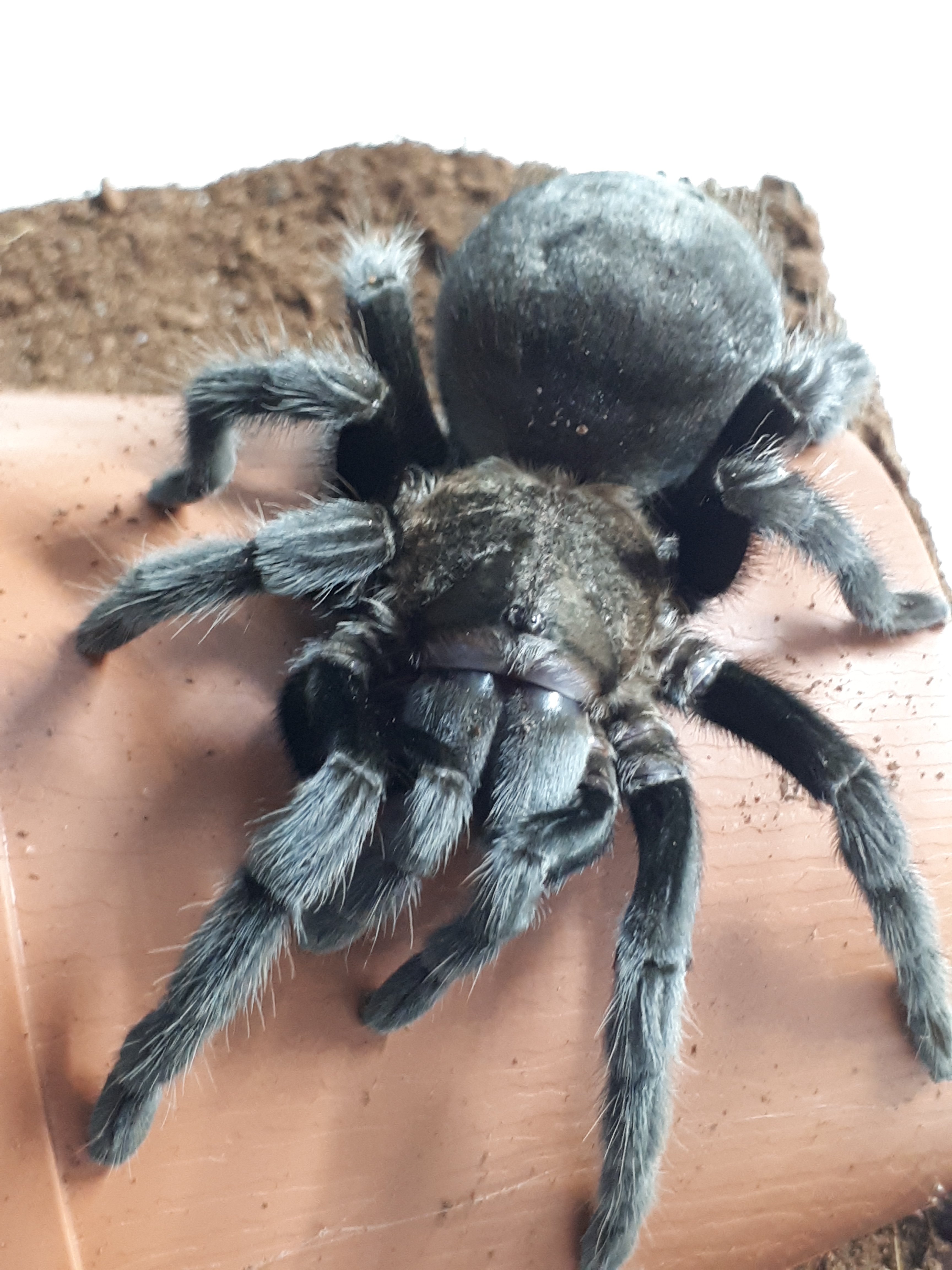 Tliltocatl (ex Brachypelma) Schroederi