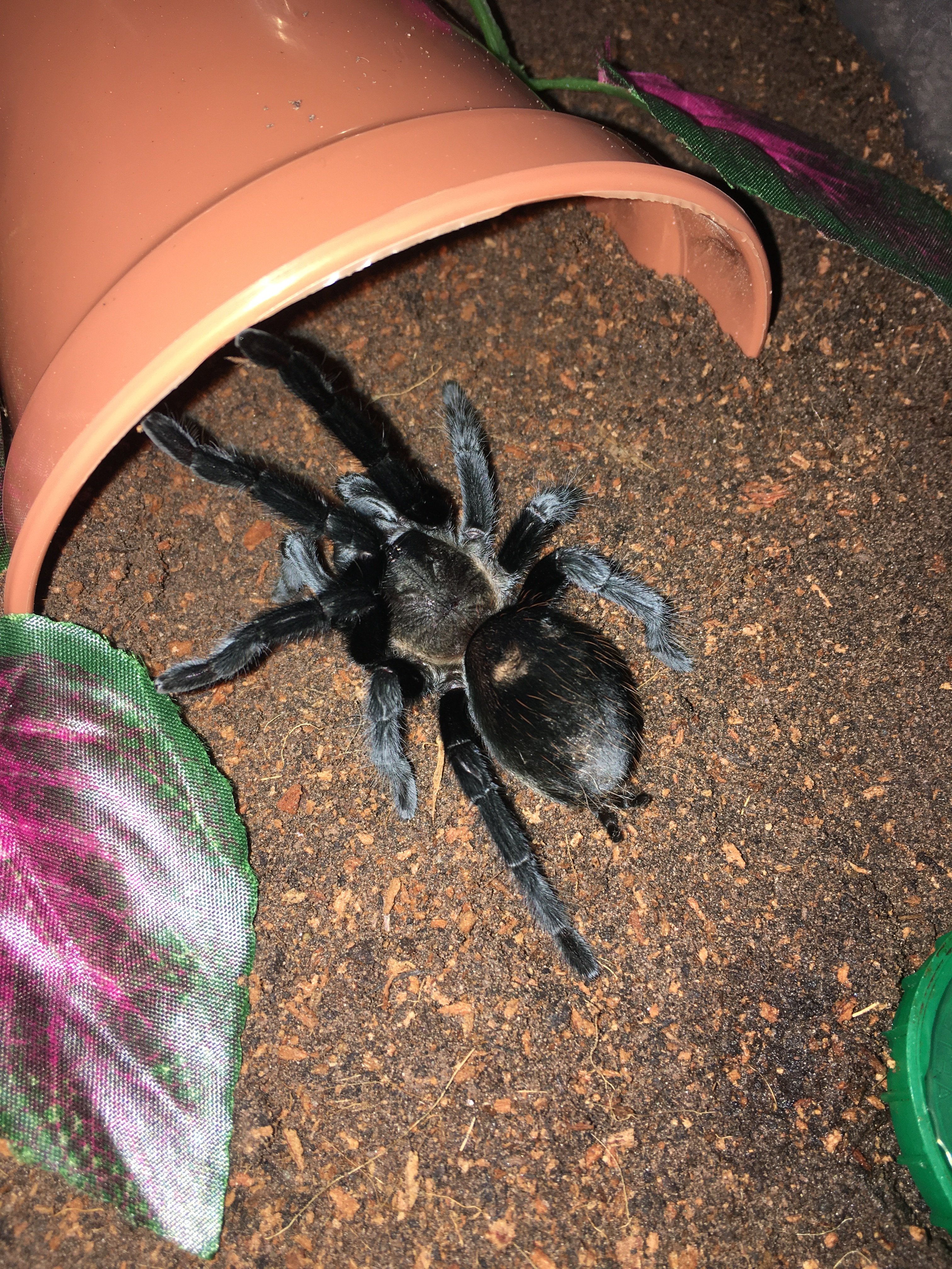 Tliltocatl Schroederi juv male.