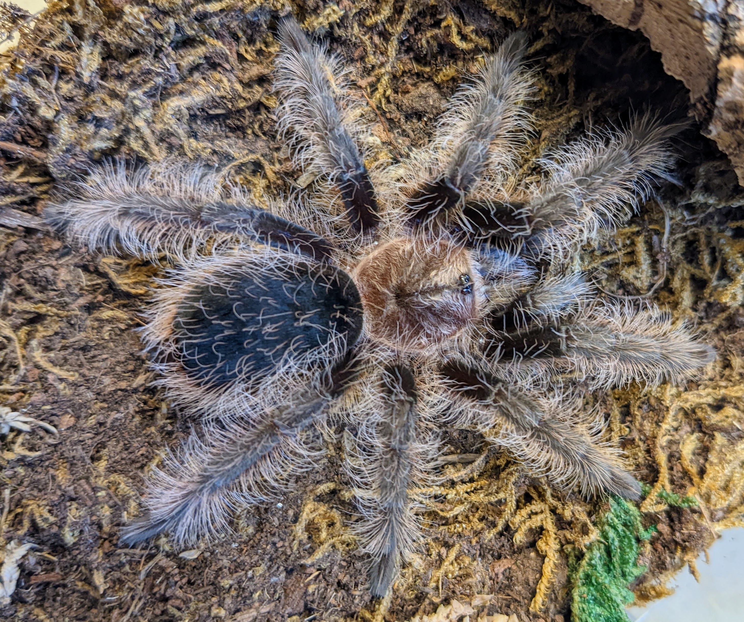 Tlitocatl albopilosus juvenile male