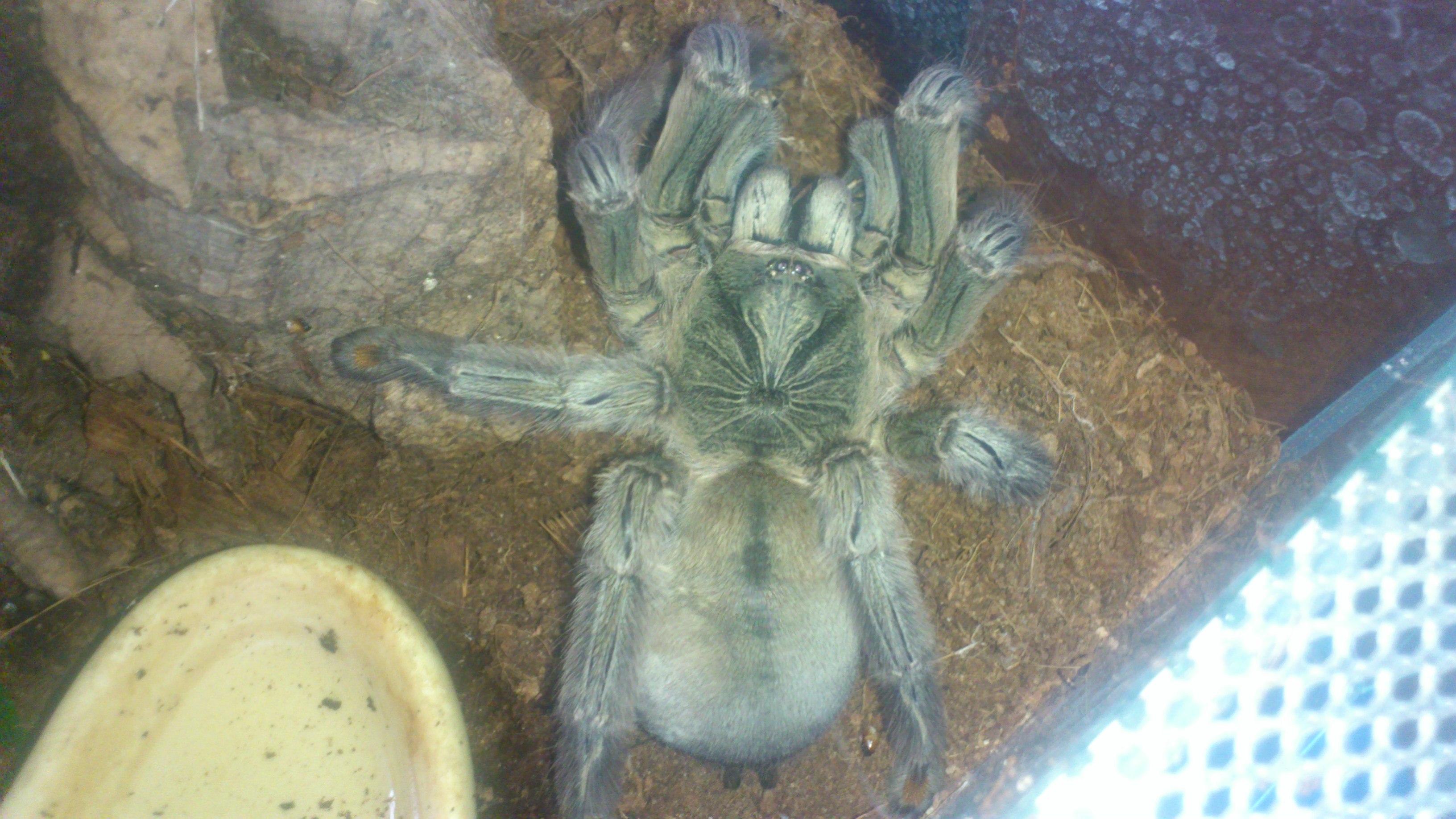 Toco.... Psalmopoeus cambridgei