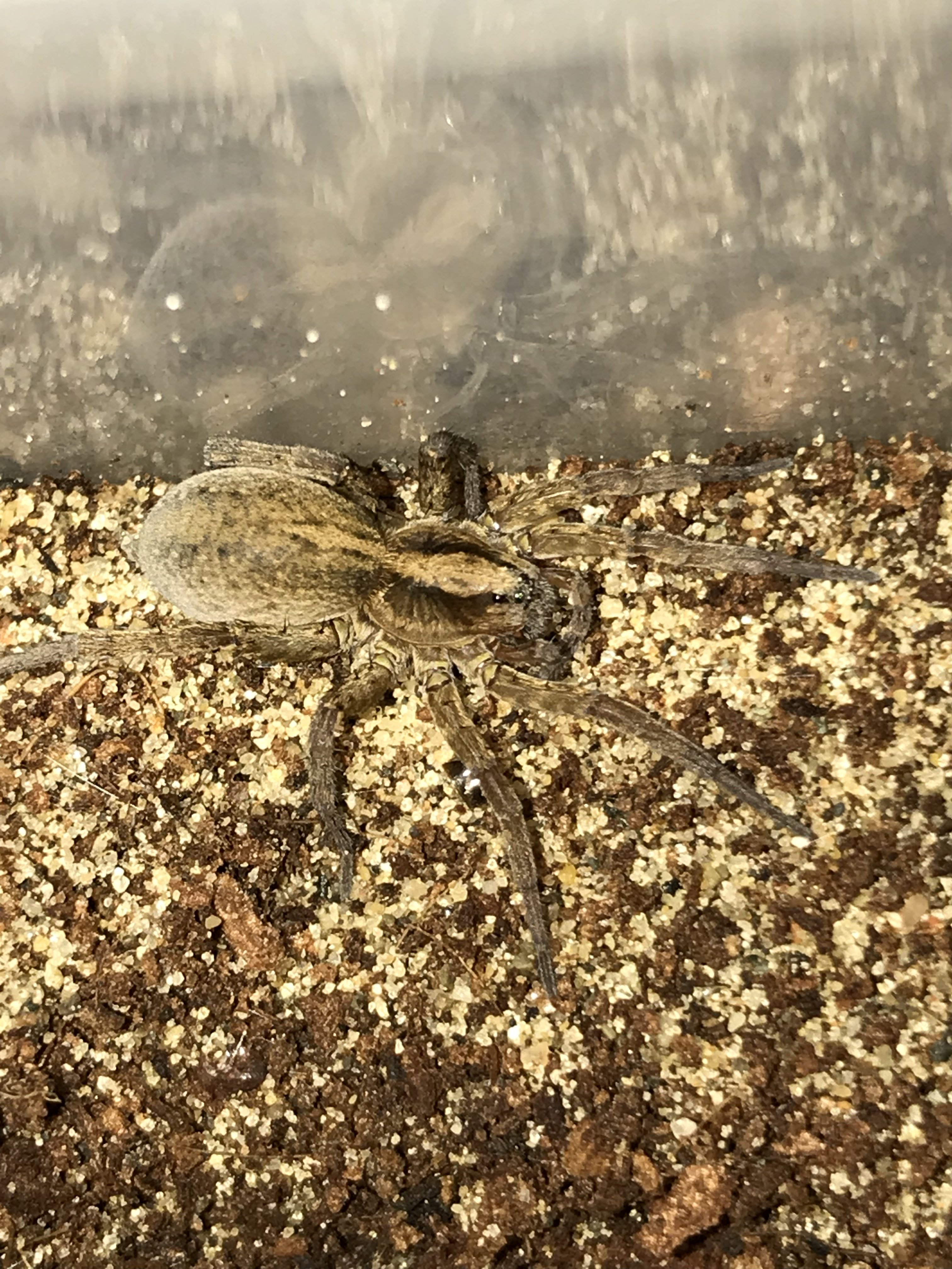 Trochosa sp Tarantula Forum