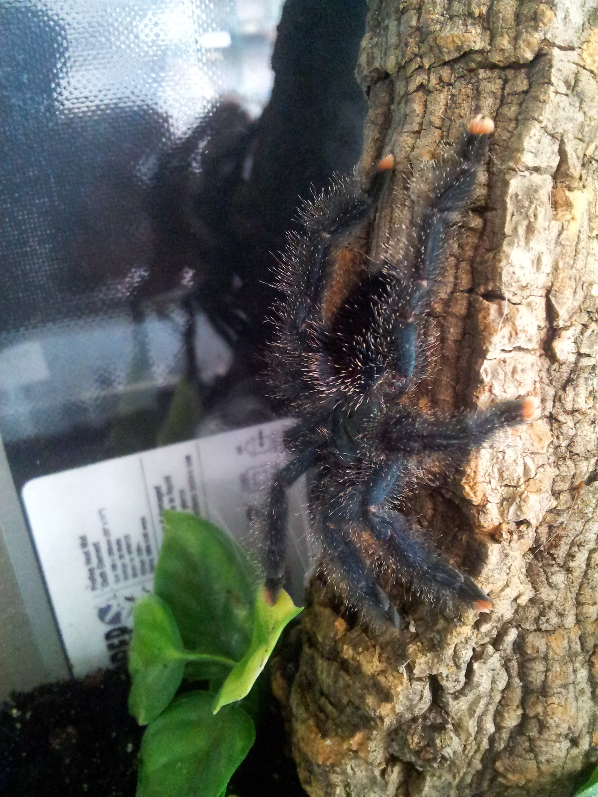 Tunja.........Avicularia metallica