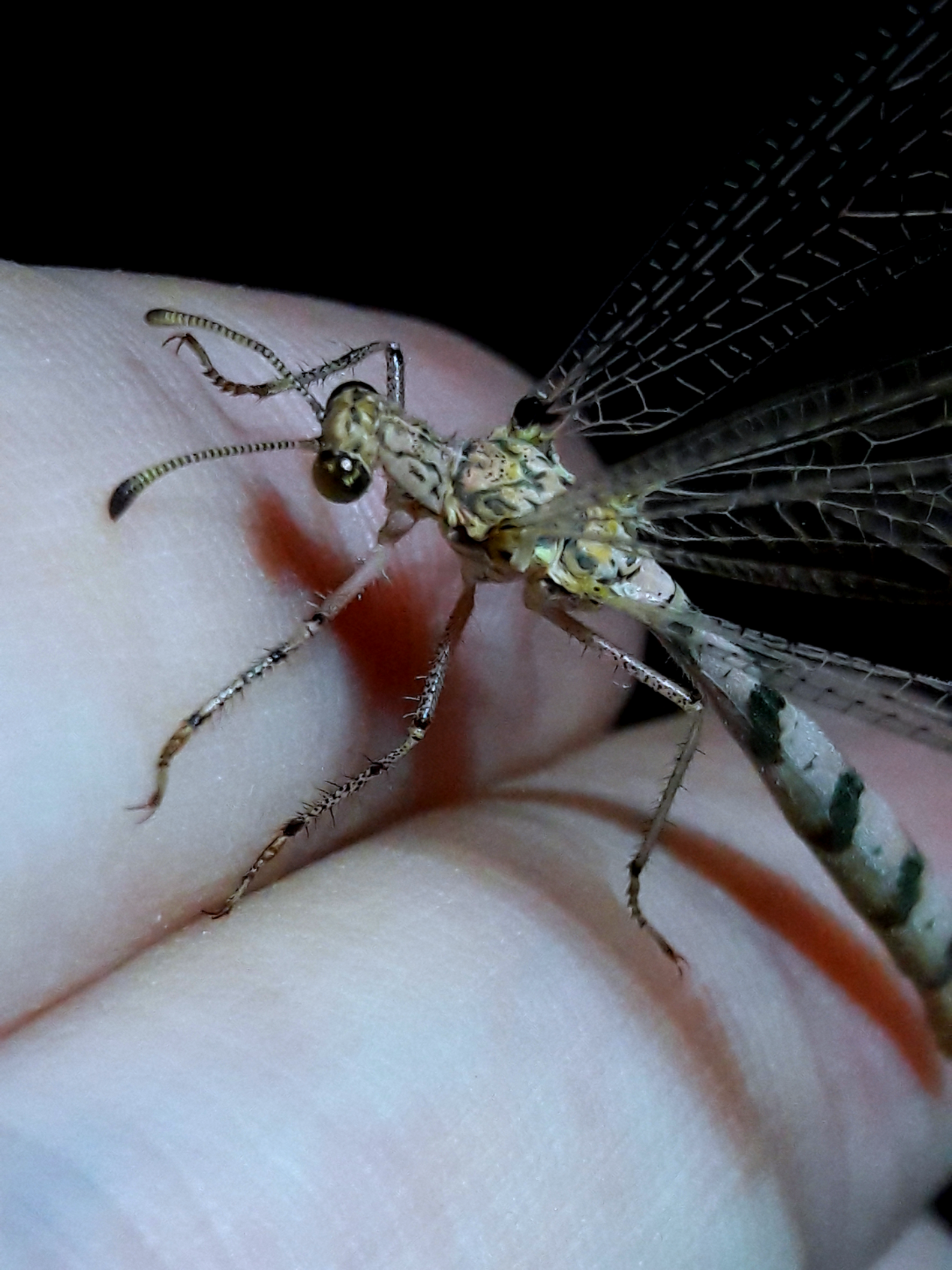 Unknown Brachynemurini closeup