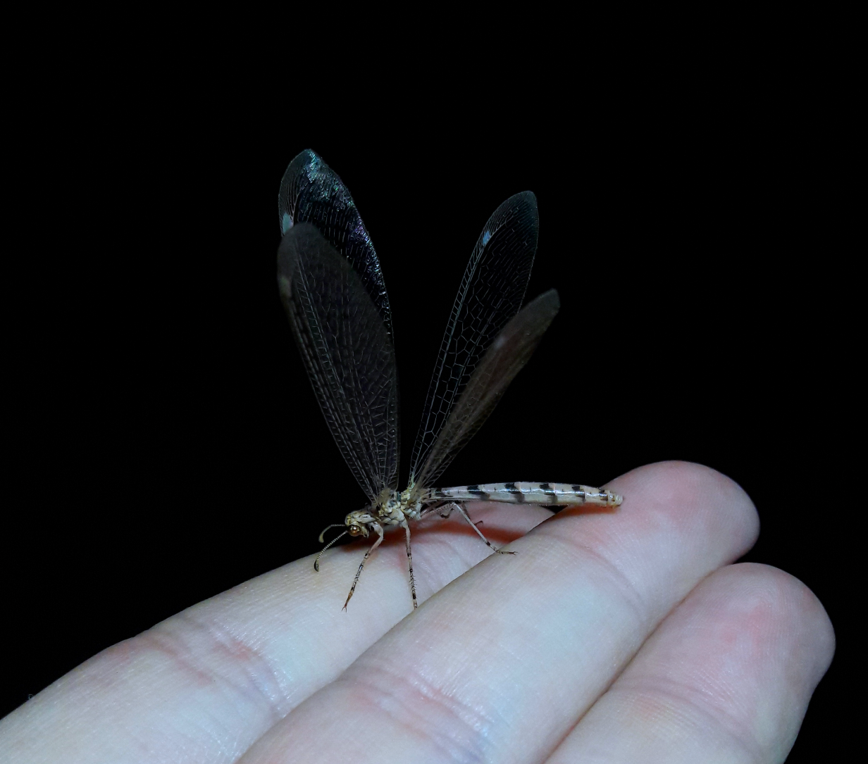 Unknown Brachynemurini (long-tailed antlion) Female