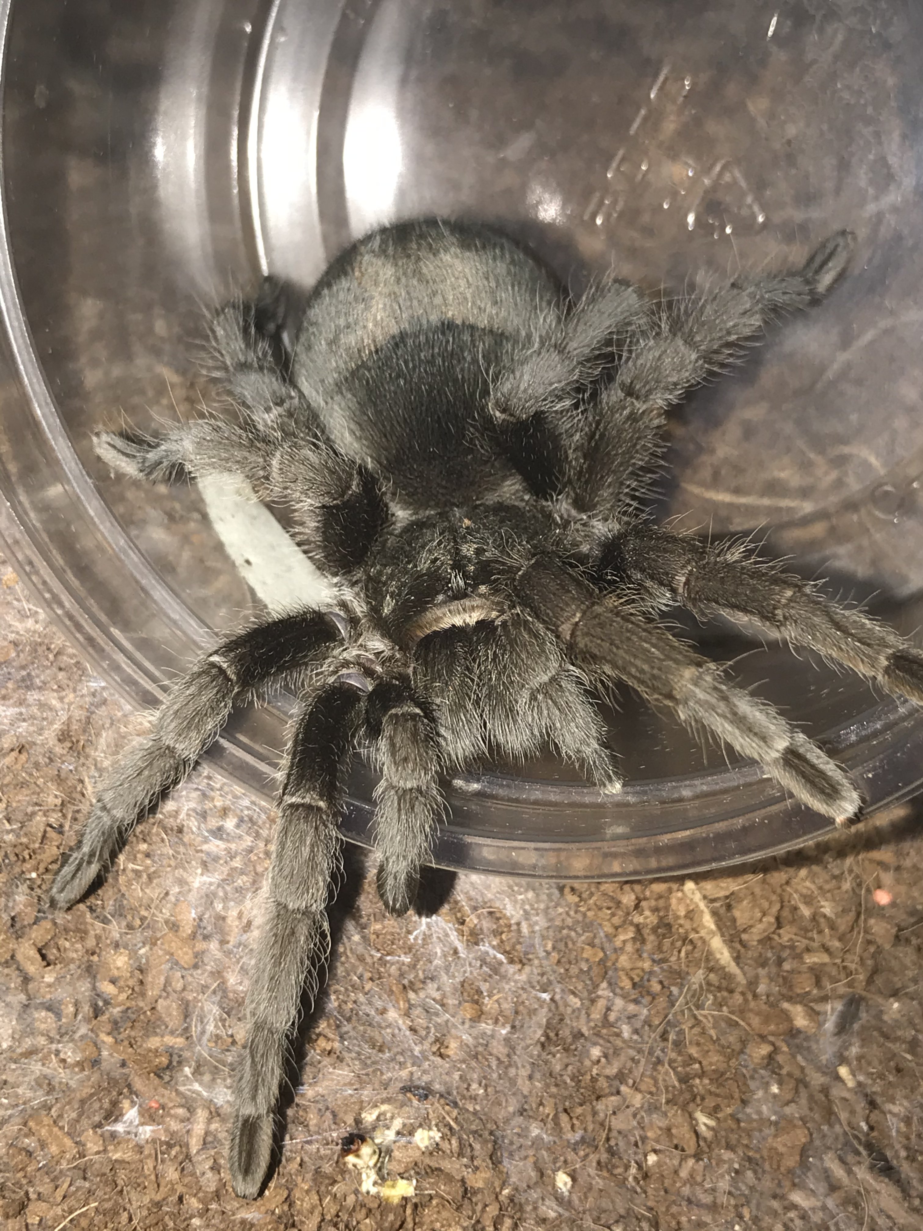 Unsexed large juvenile G. Pulchra