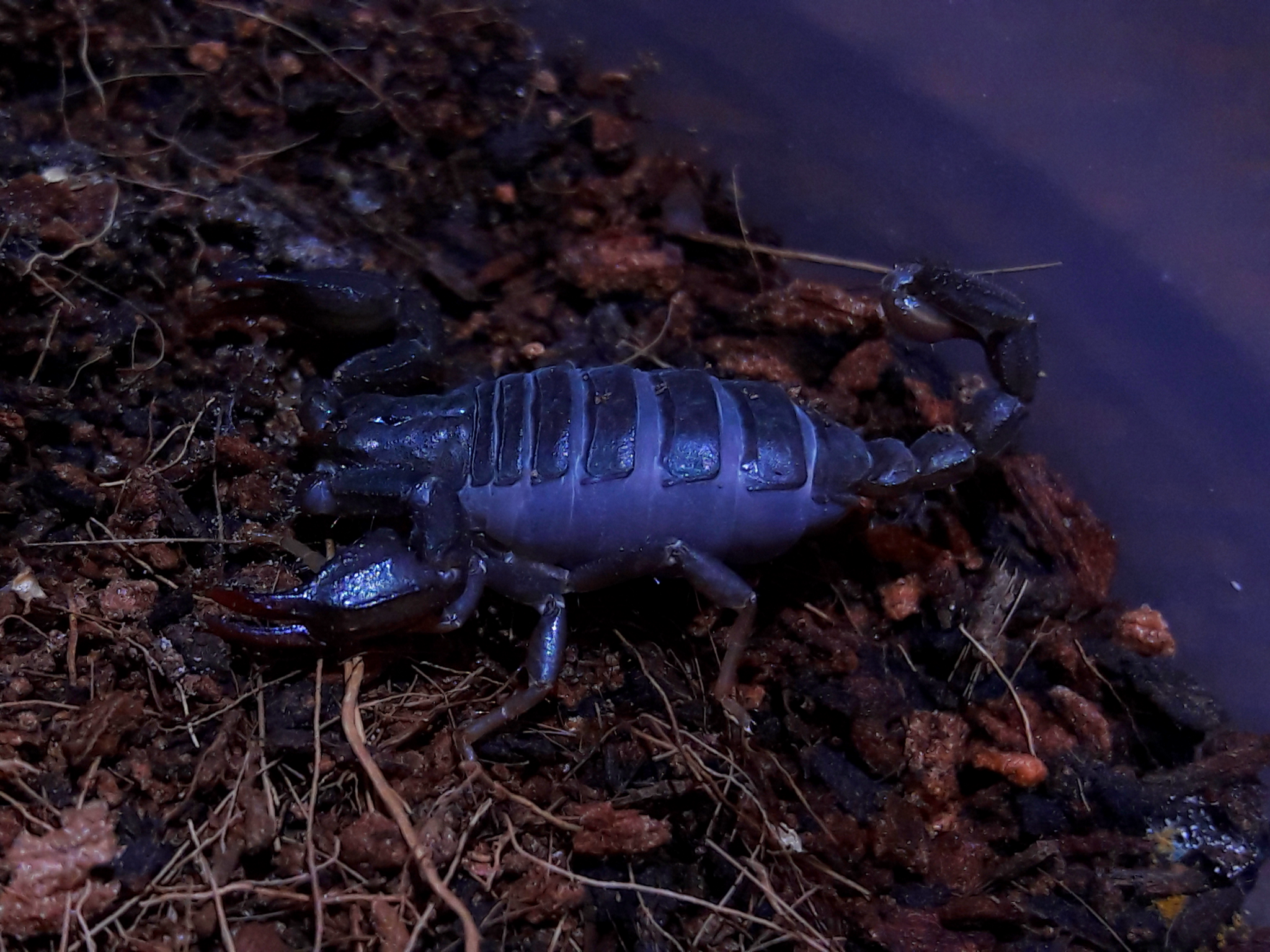Uroctonus mordax 'California forest scorpion'
