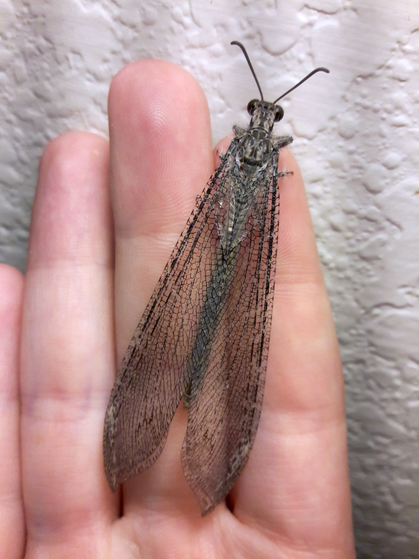 Vella fallax texanus- Texas Giant Antlion