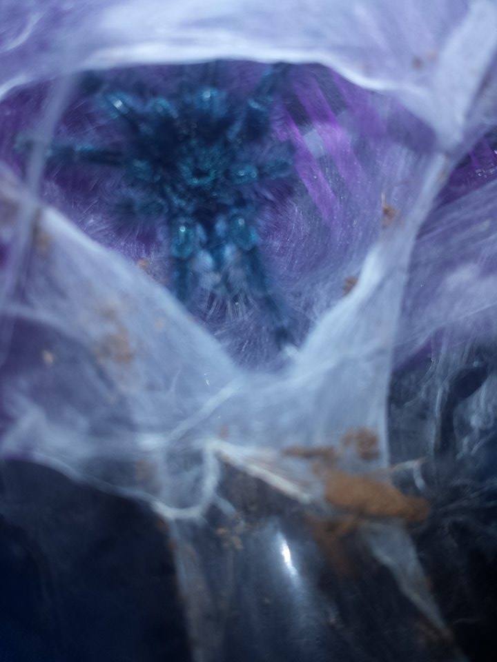 versicolor after molt