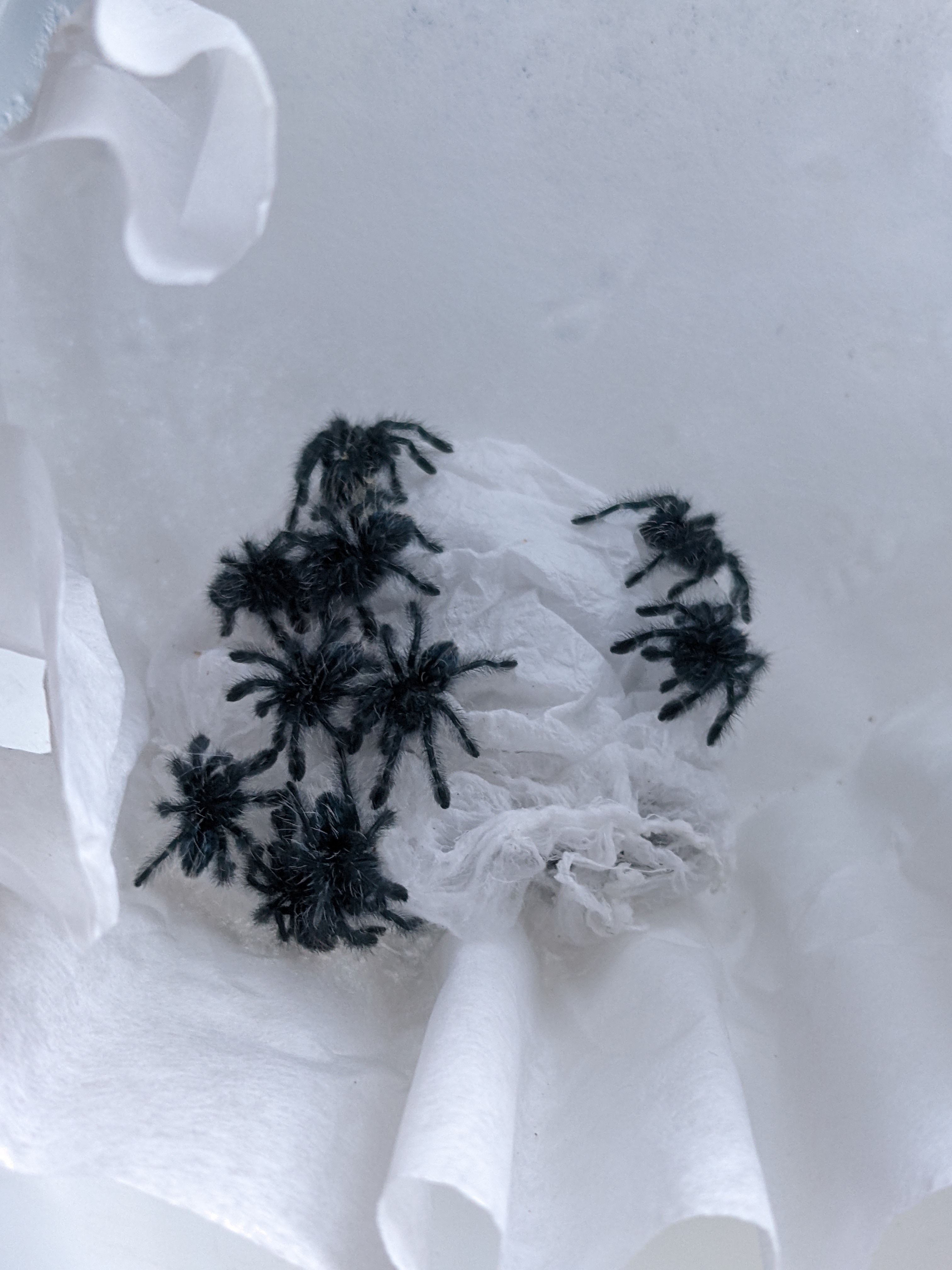 Versicolor sac is doing well