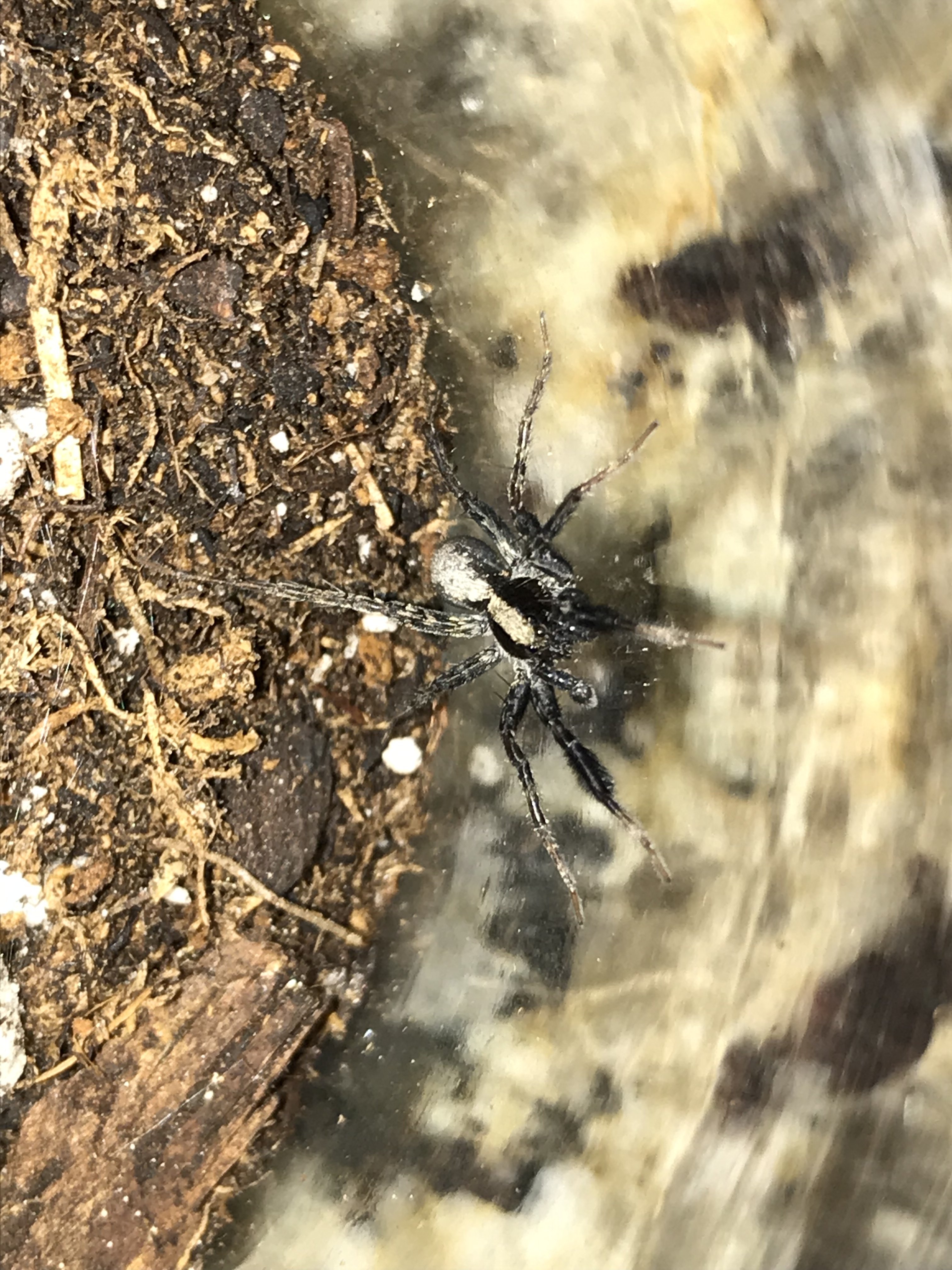 Very Cool But Very Unknown Species of Wolf Spider