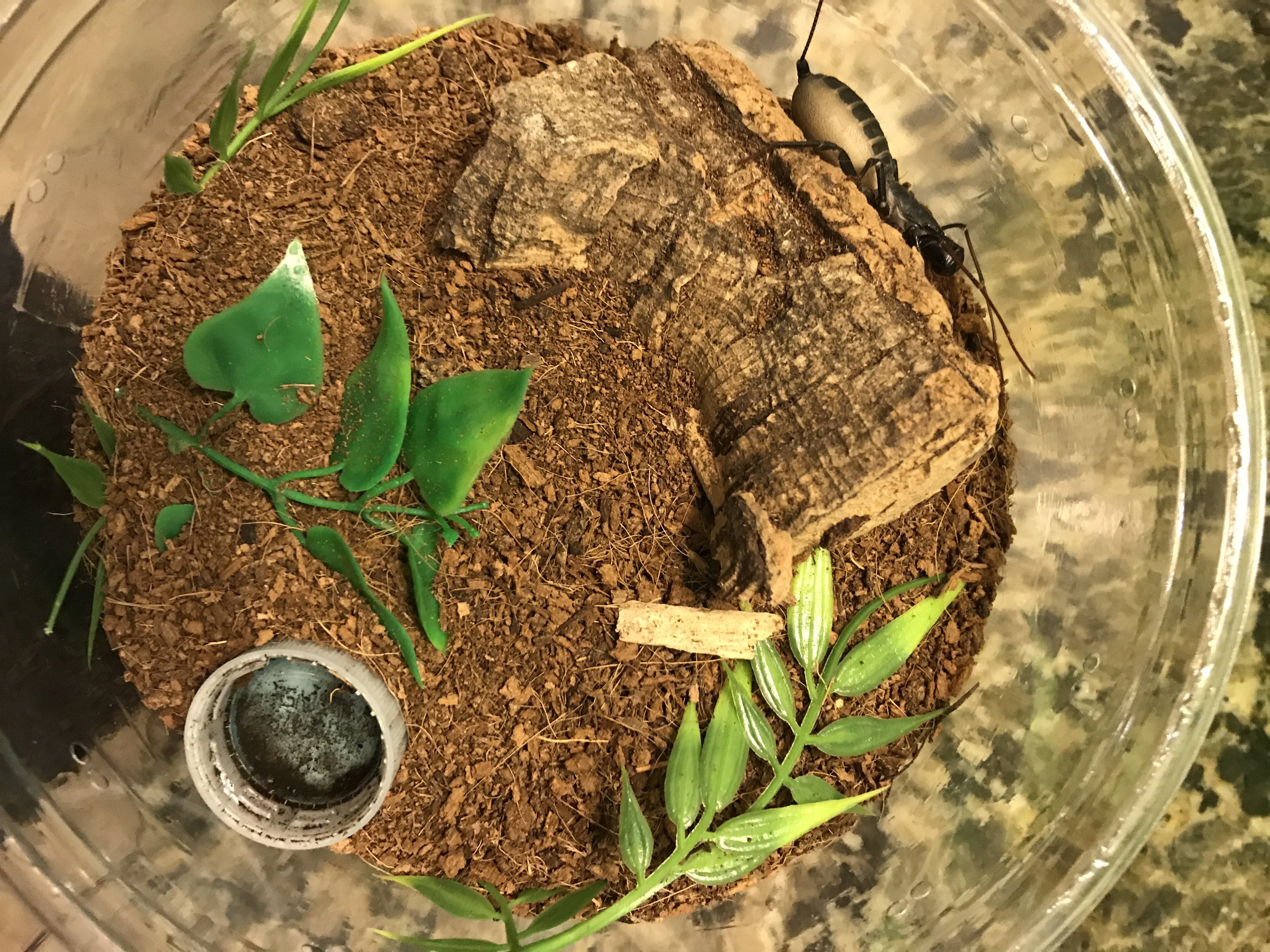 Vinegaroon husbandry Tarantula Forum