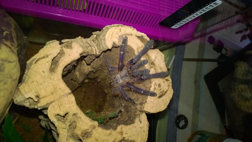 Violet My Singapore Blue