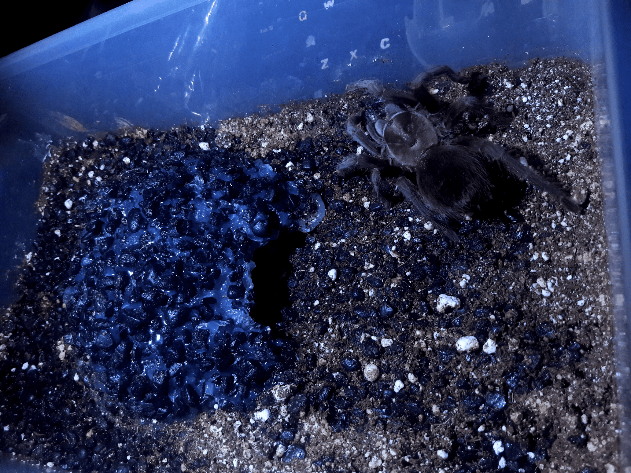 Volcanic emulation (A. steindachneri)