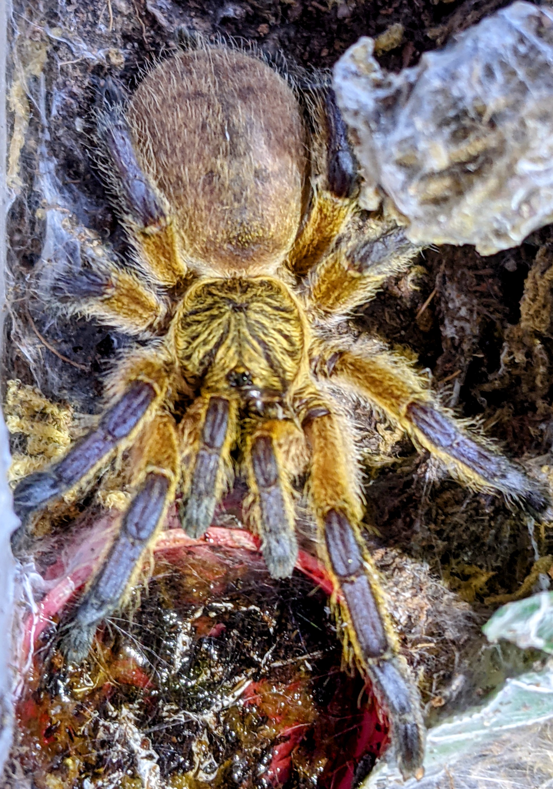 Waiter, can I get a clean glass... one without all this substrate in it?