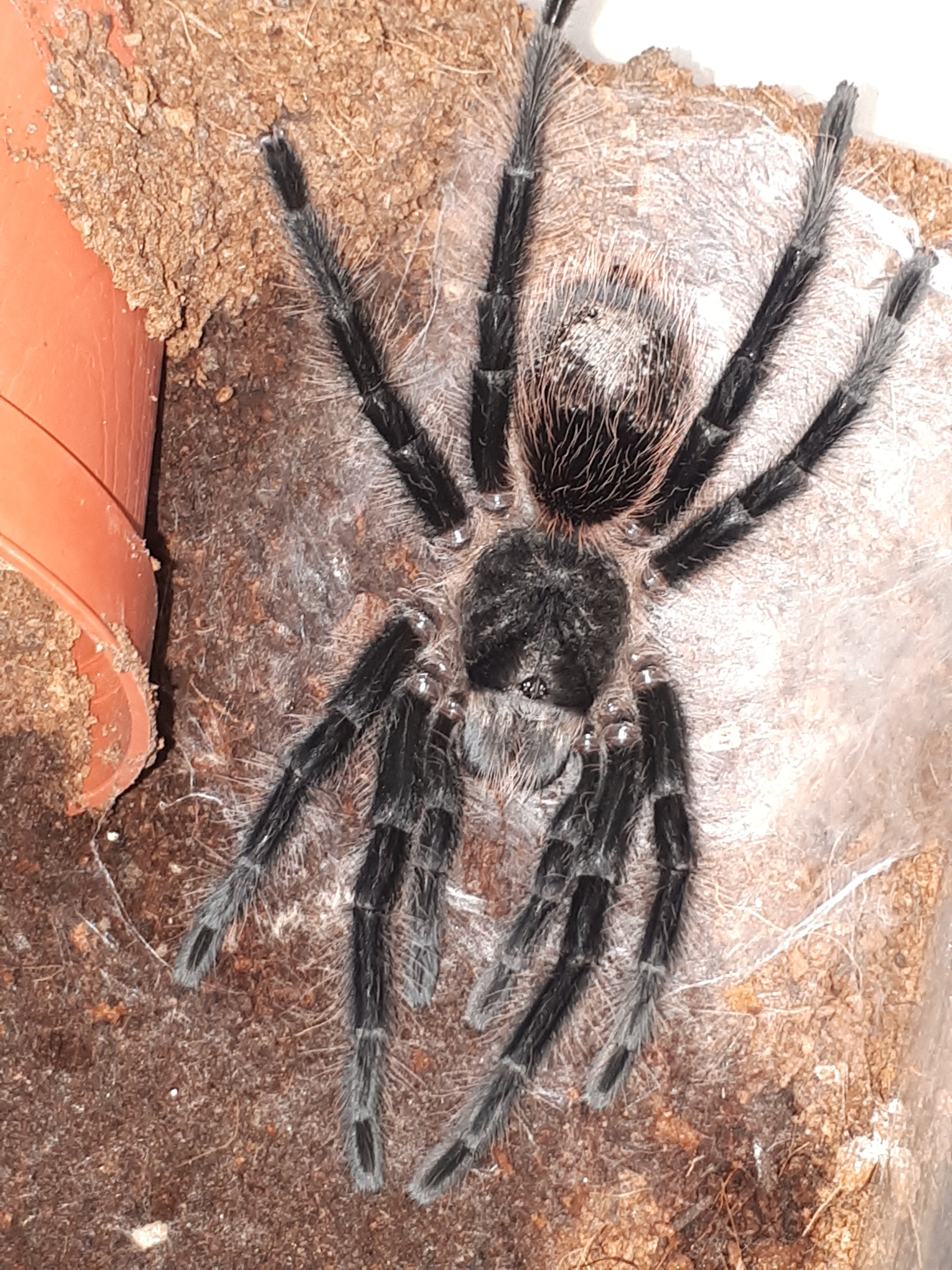 when you know your T is chilled