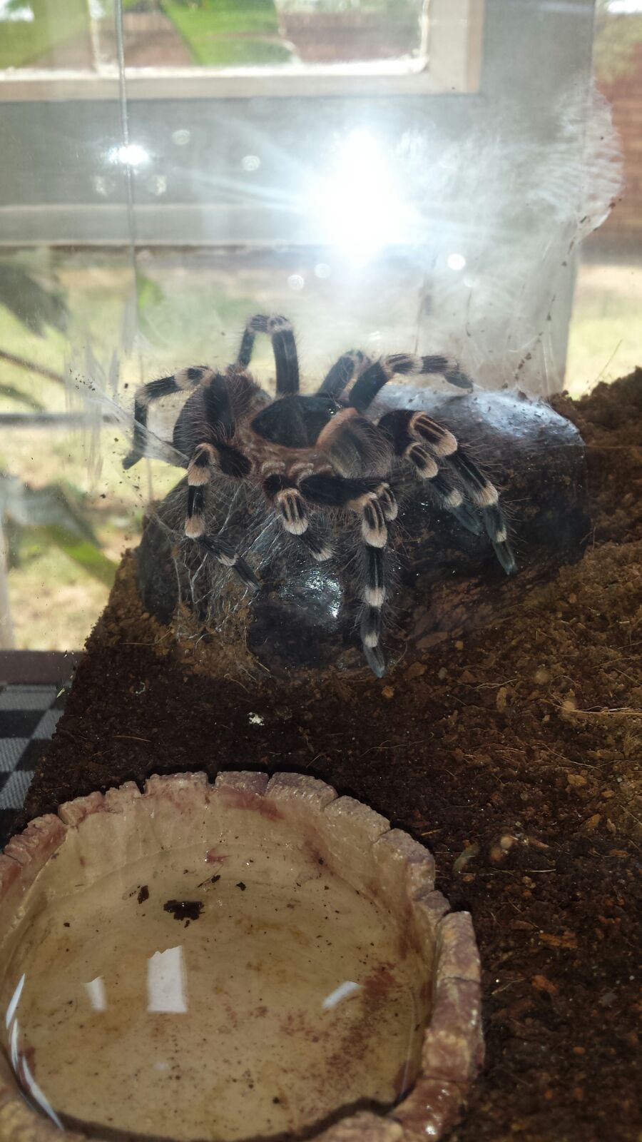 White Knee after molt