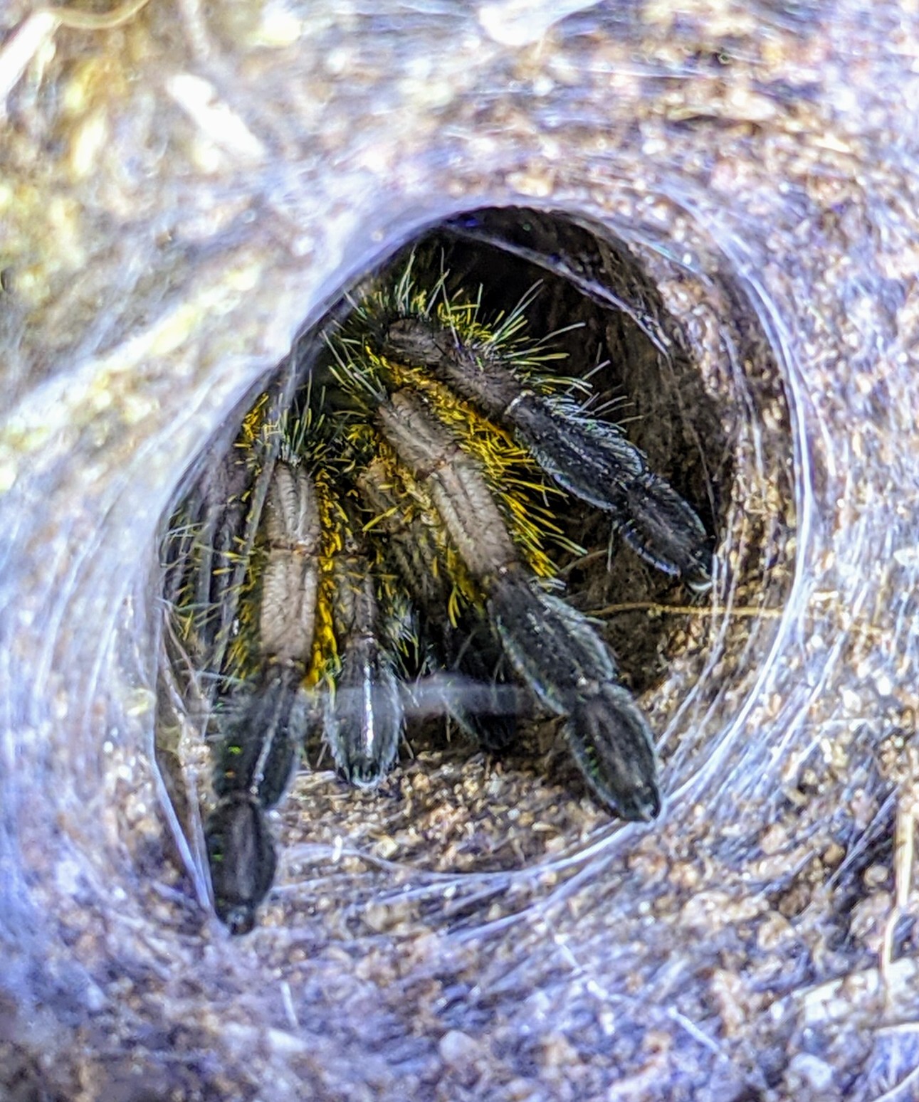 Who's that knocking at my door?