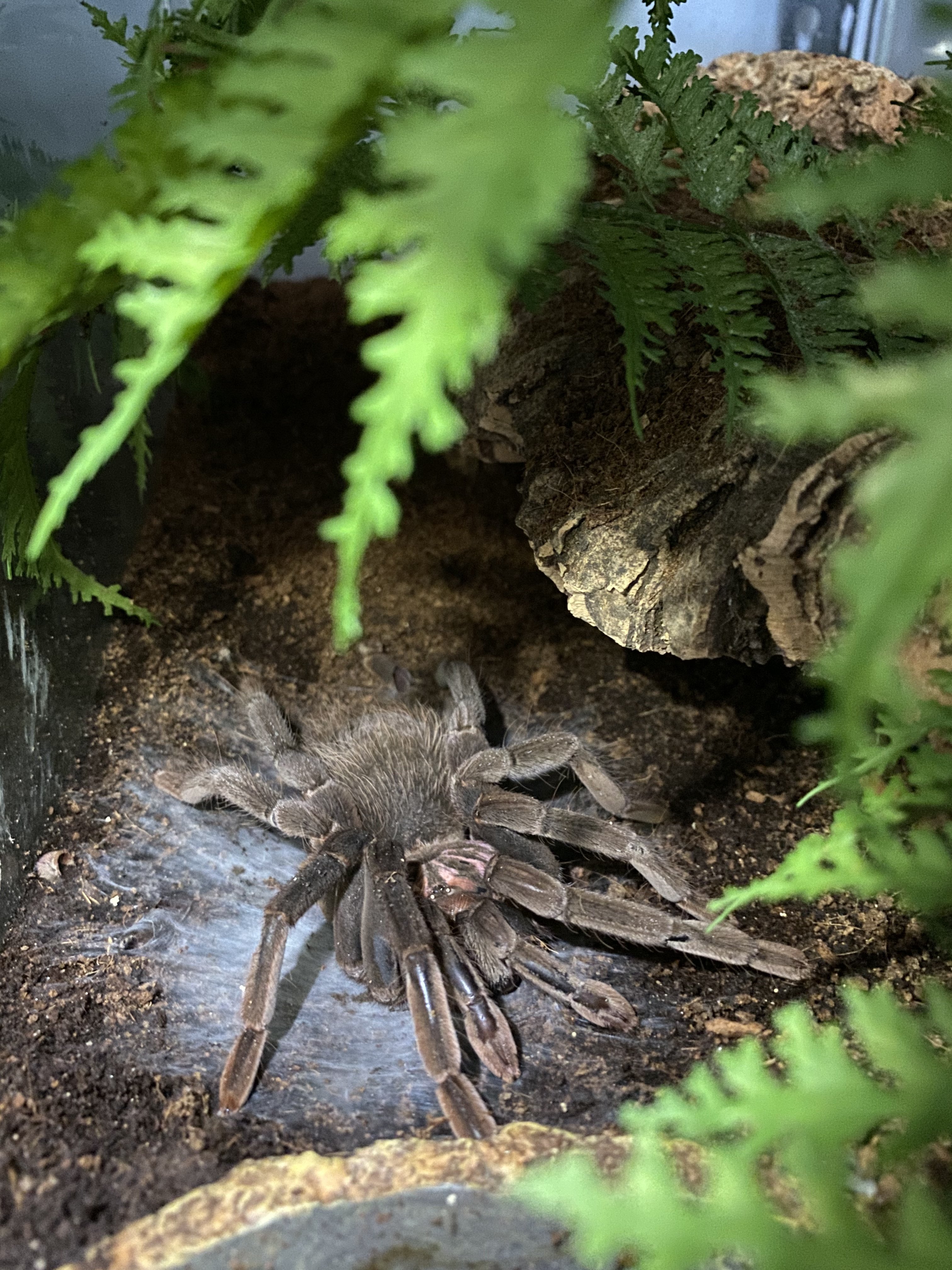 X. immanis