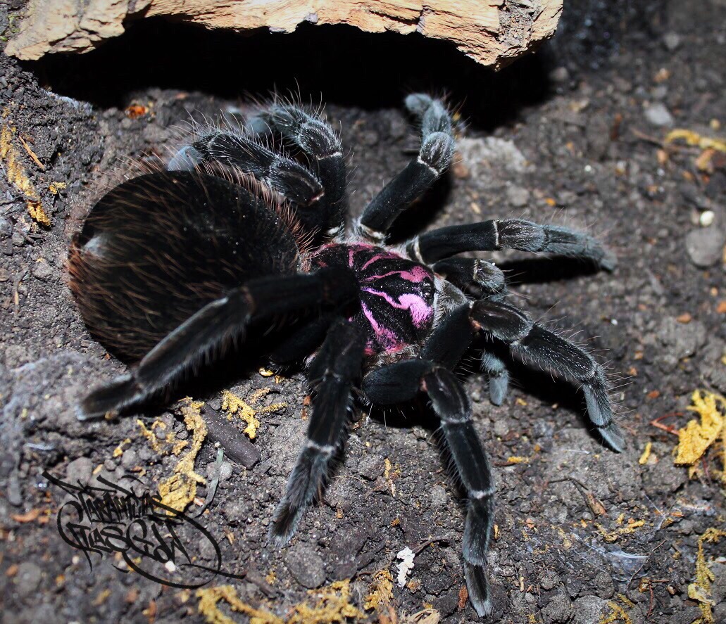 Xenesthis intermedia