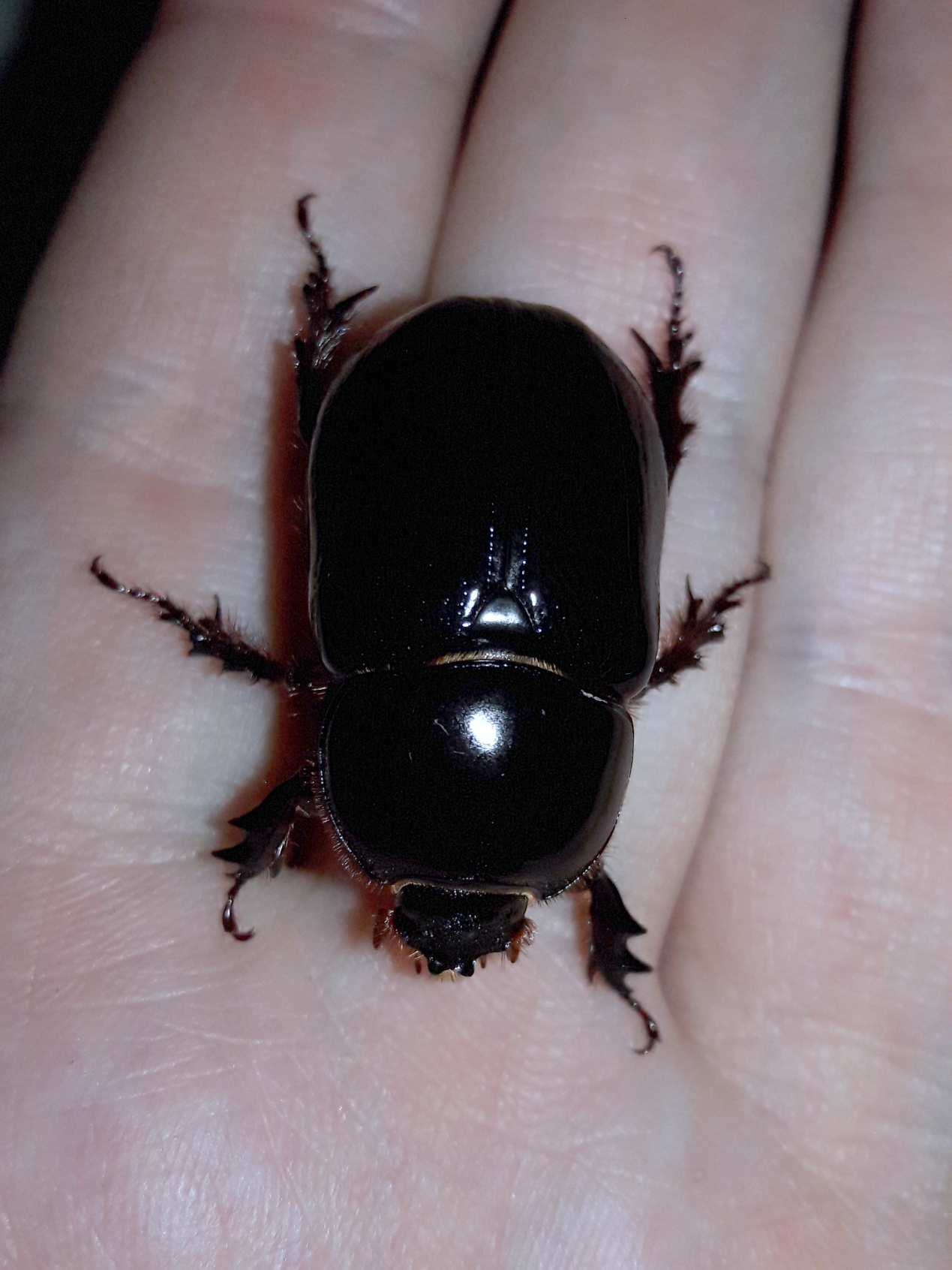 Xyloryctes thestalus- Western Rhinoceros Beetle (female)