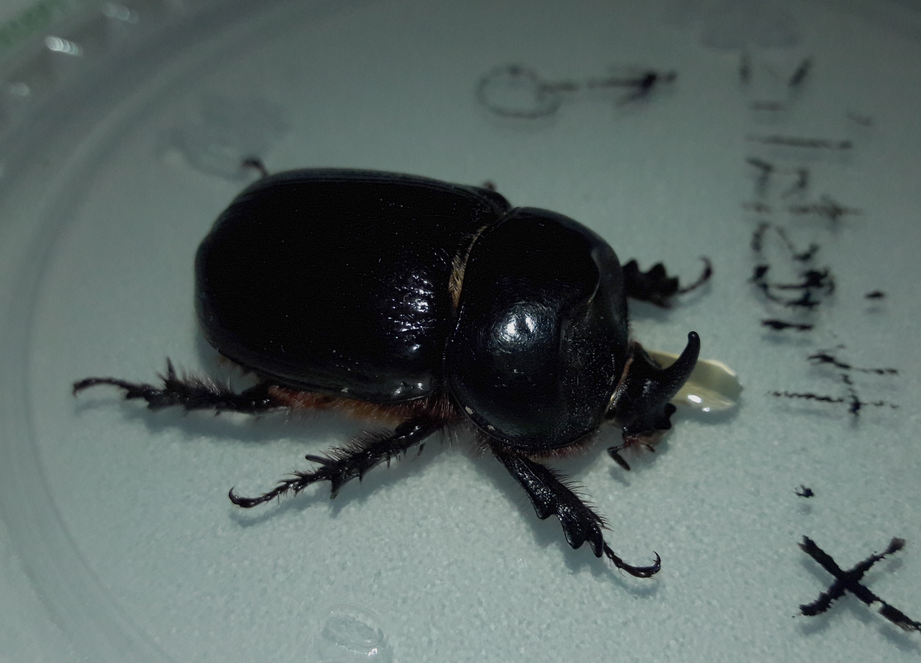 Xyloryctes thestalus - Western rhinoceros beetle