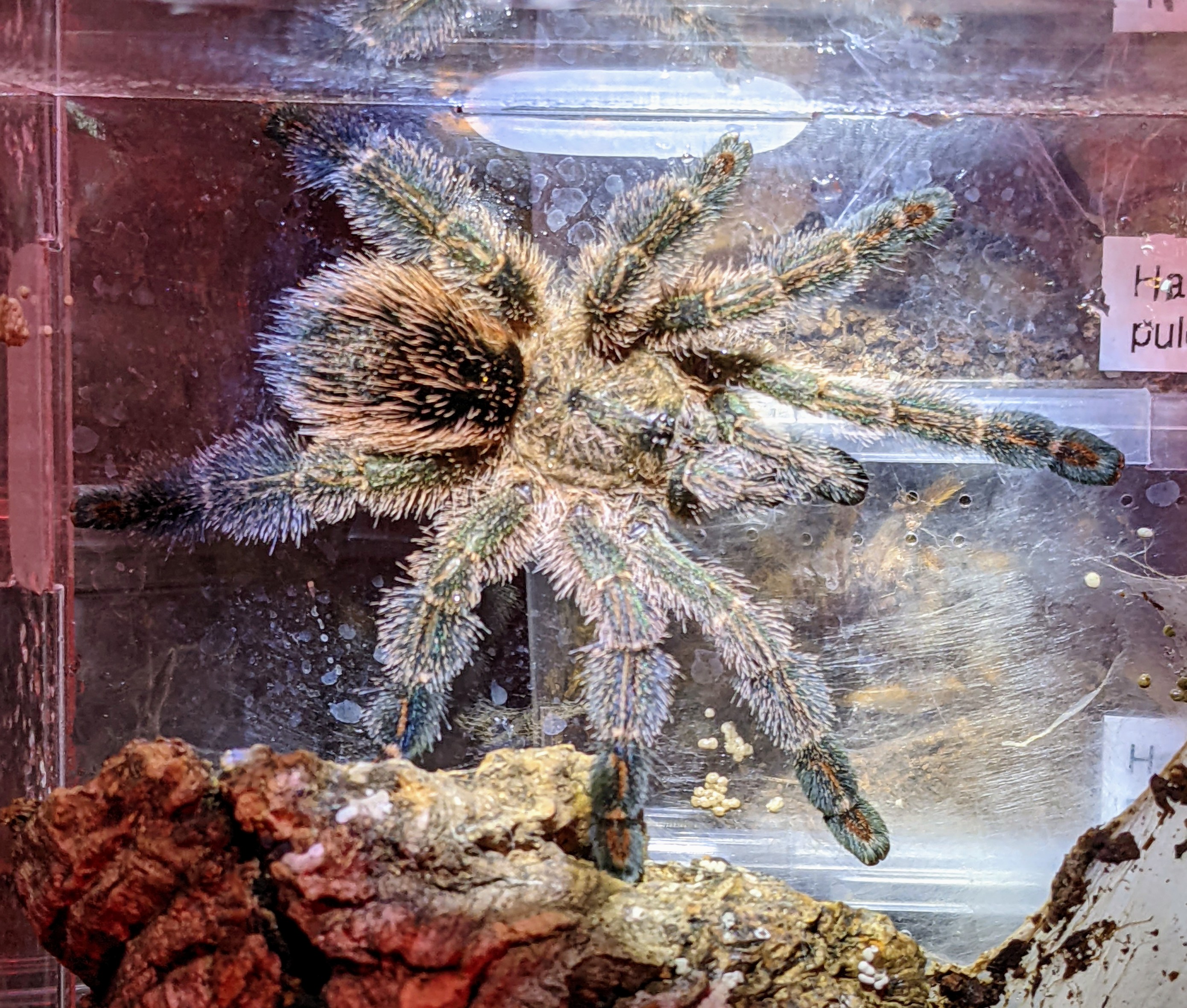 Y diversipes juvenile, flexing